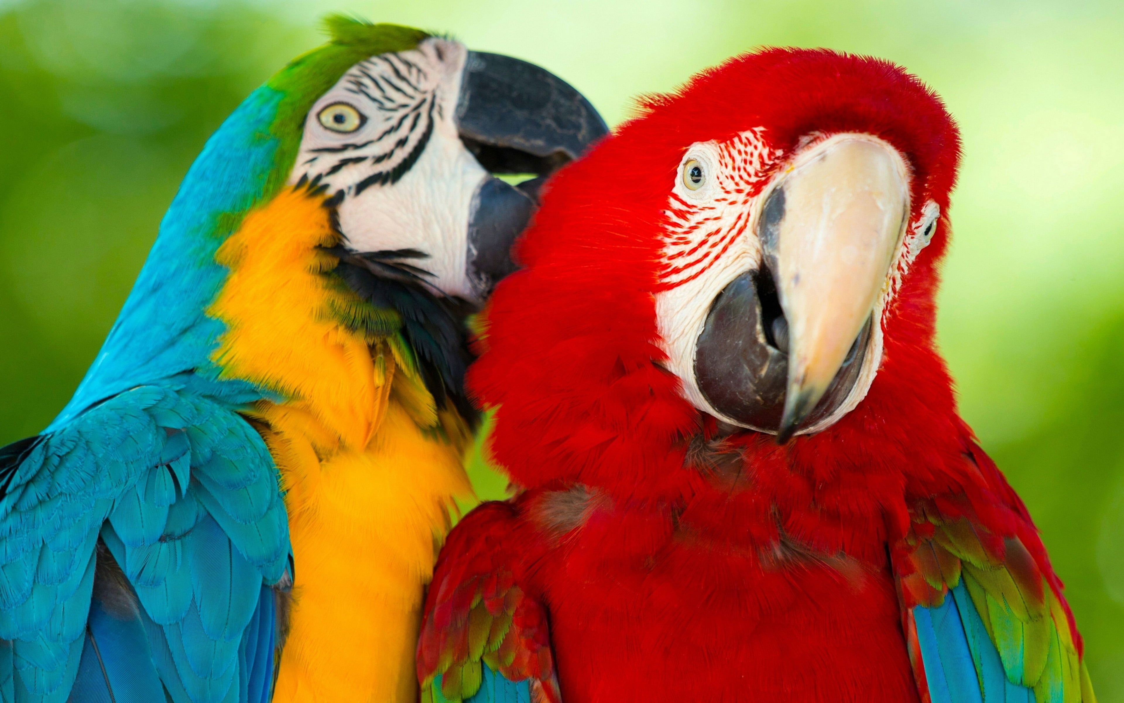 Parrot Macaw Bird HD Wallpaper