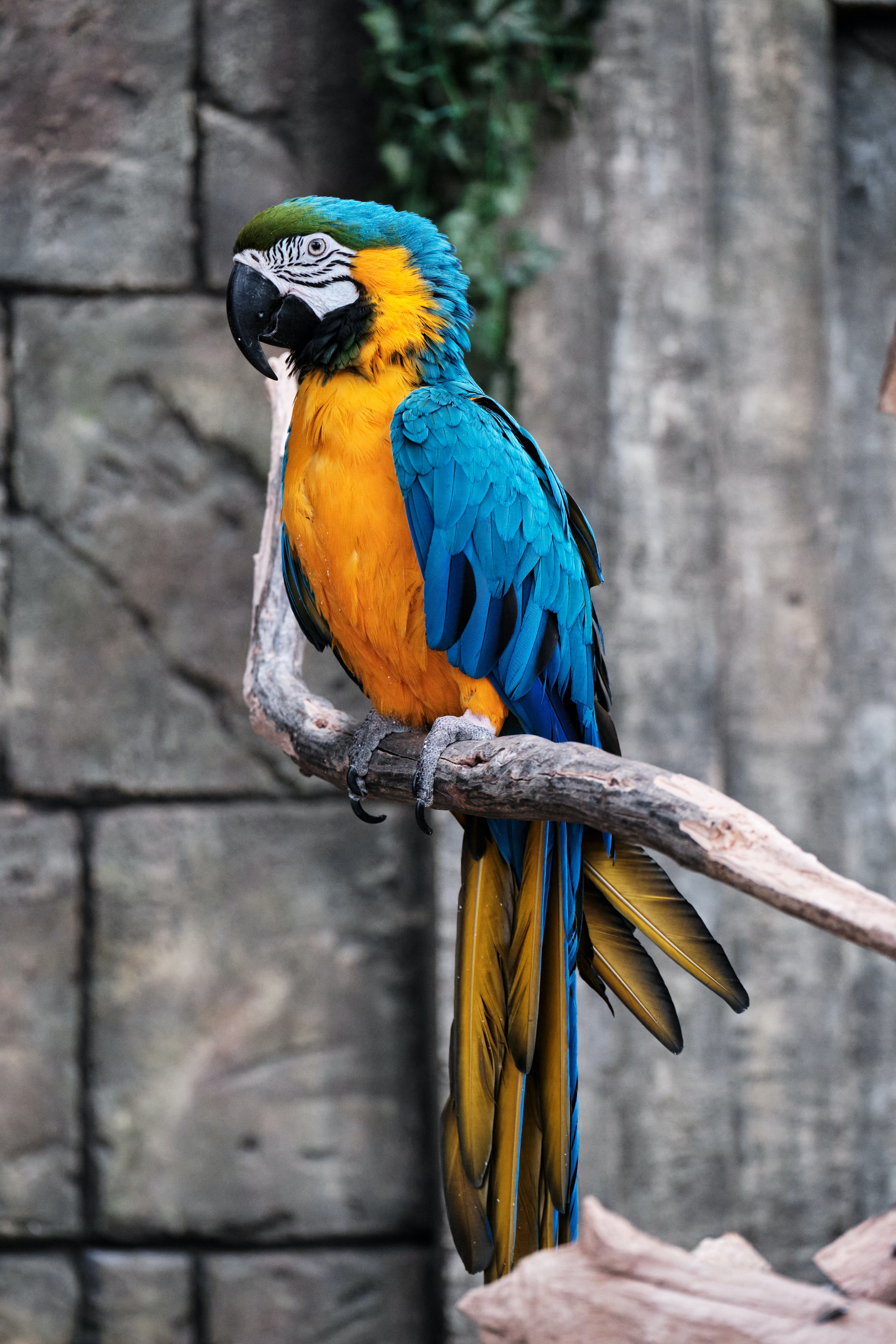 Download Parrots wallpaper