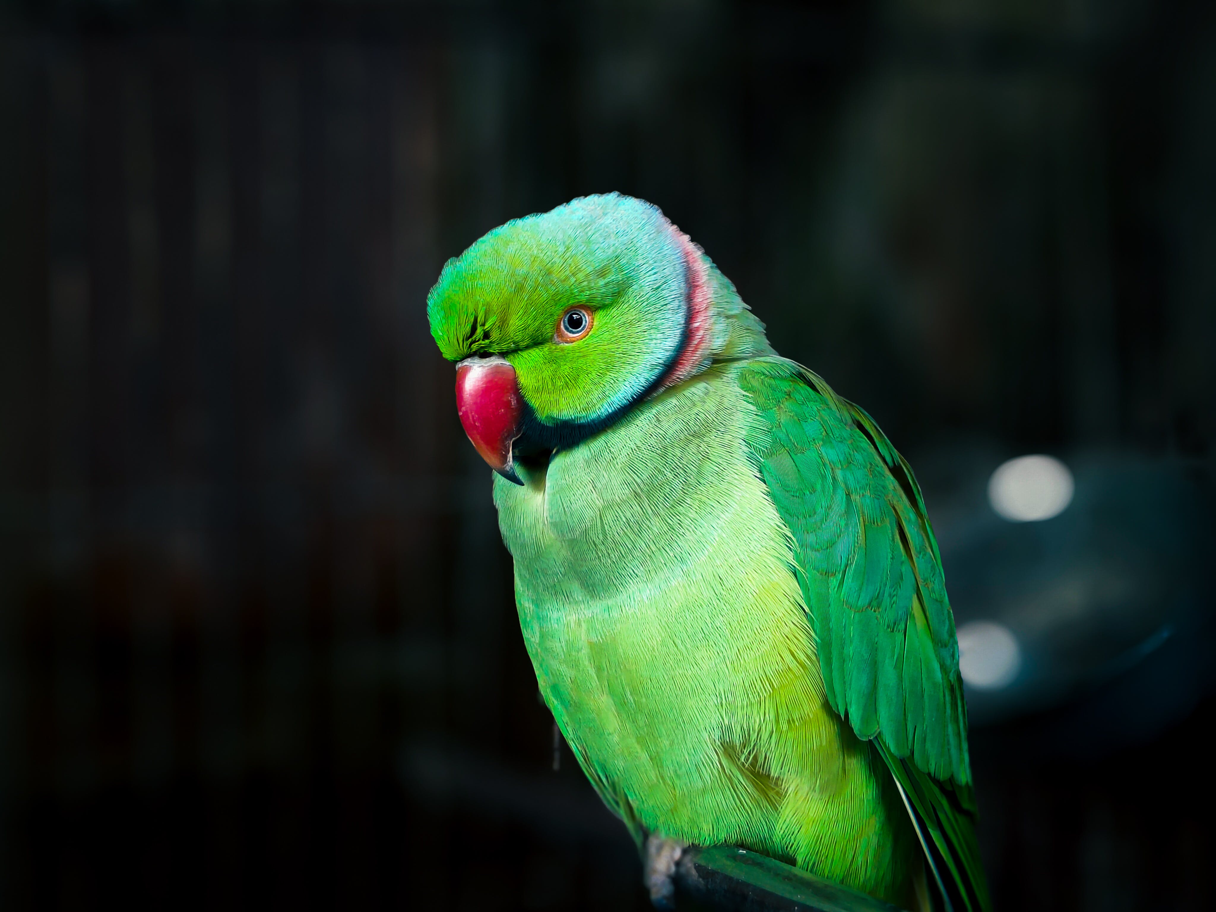 Green Parrot Photo, Download The BEST