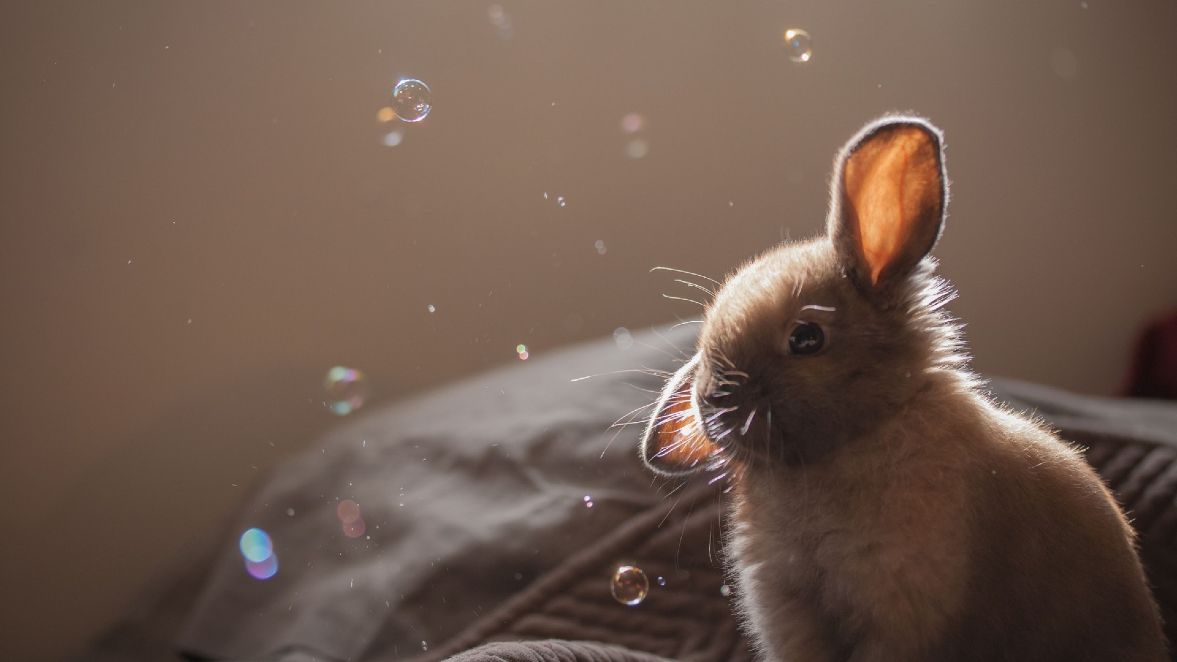 Cute Rabbit 2 4K , HD 4k