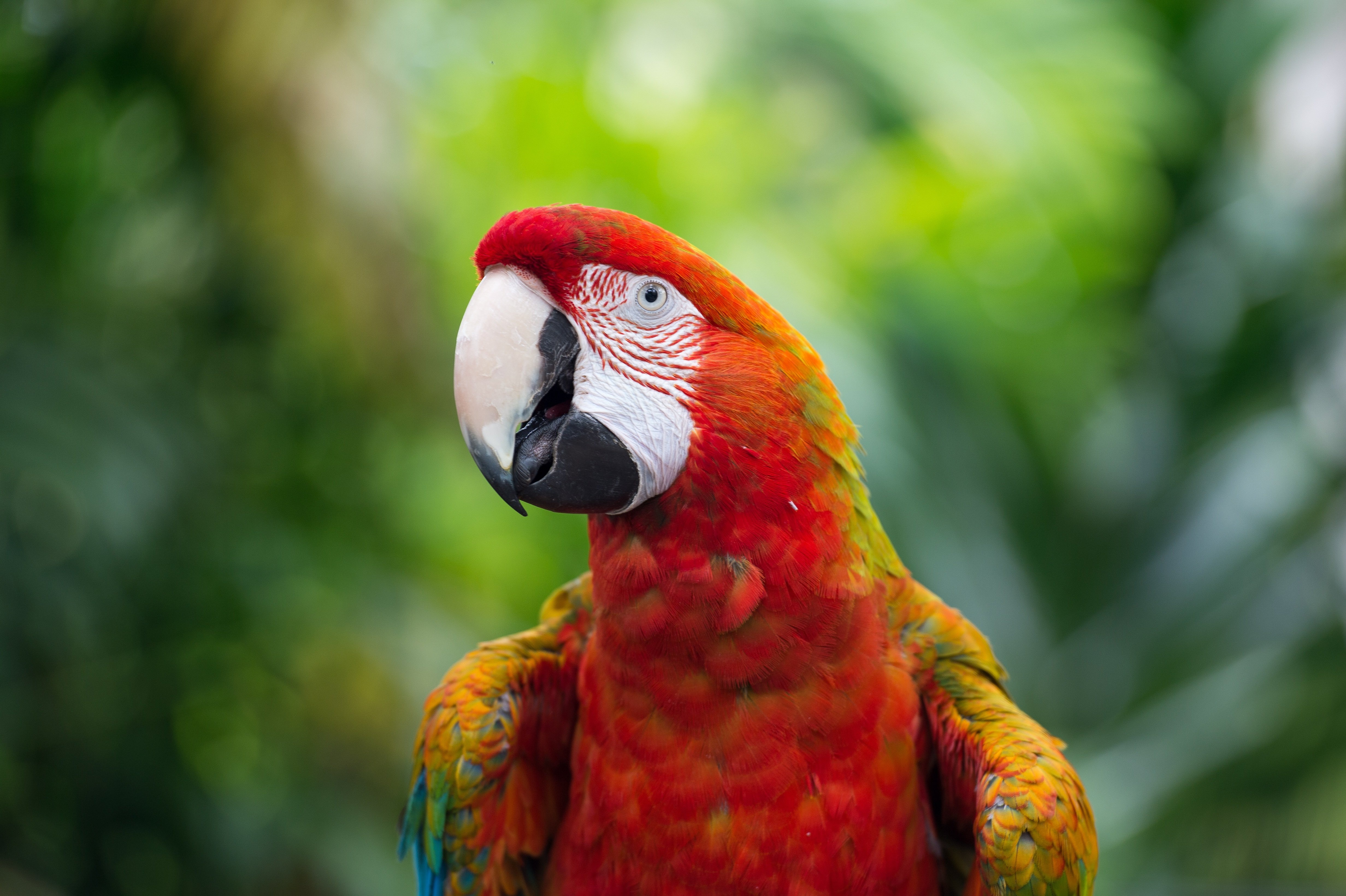 Animal Scarlet Macaw 4k Ultra HD