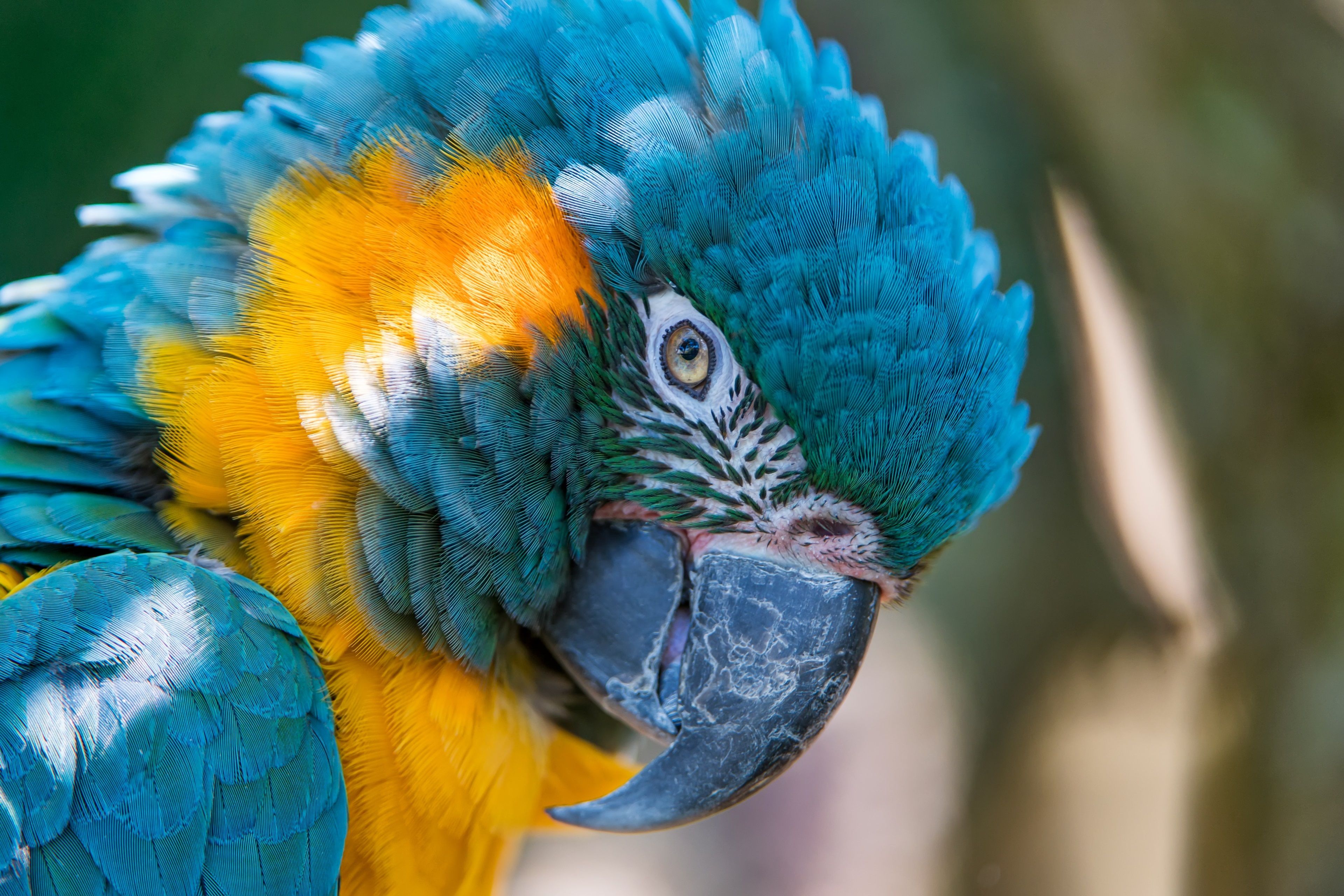 blue and yellow macaw 4k