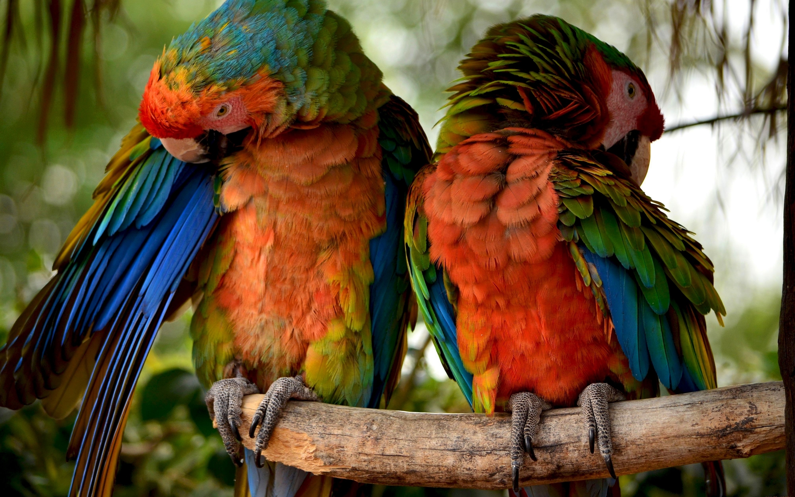 Download Parrots wallpaper