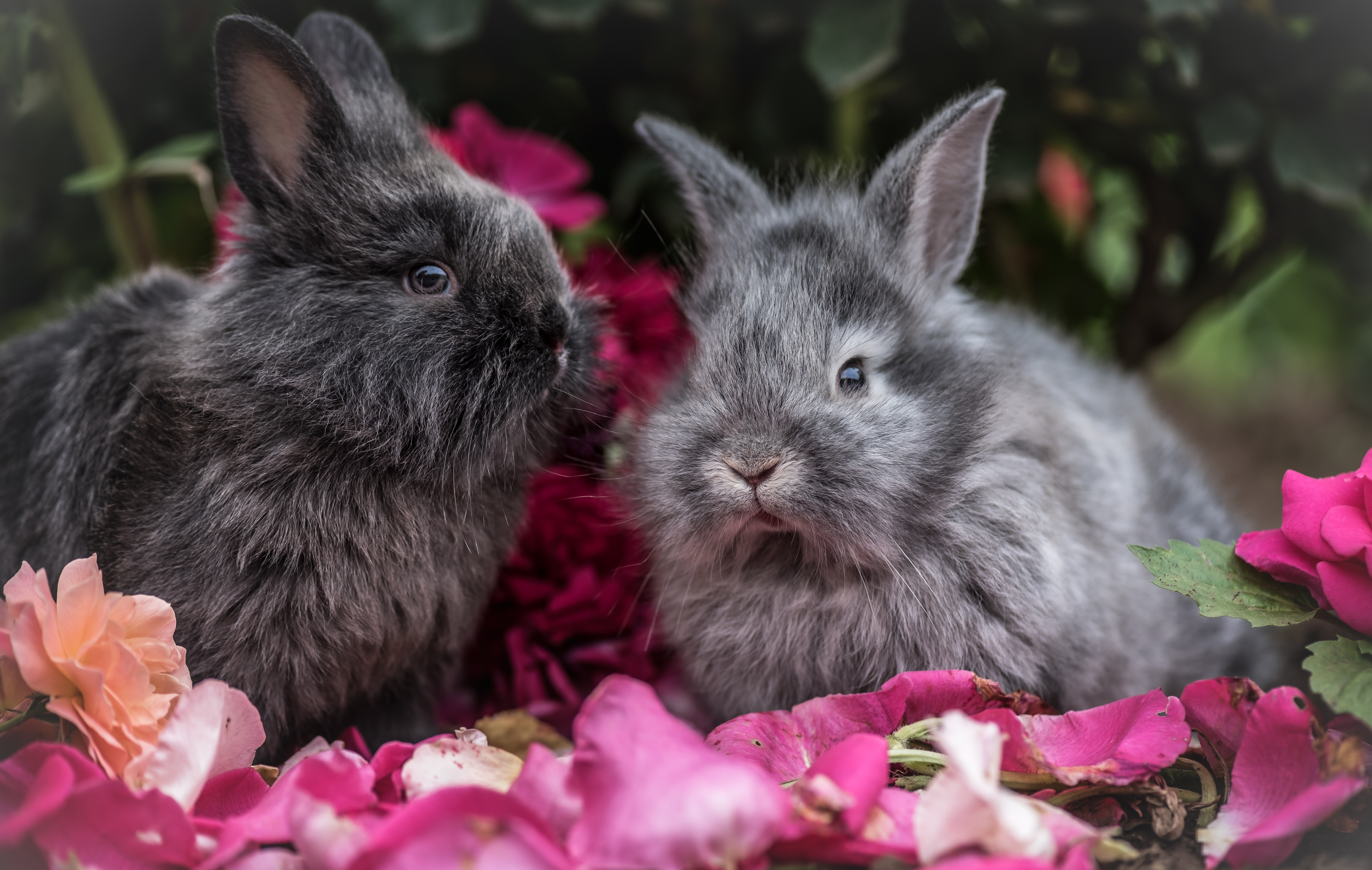 Rabbits wallpaper for desktop