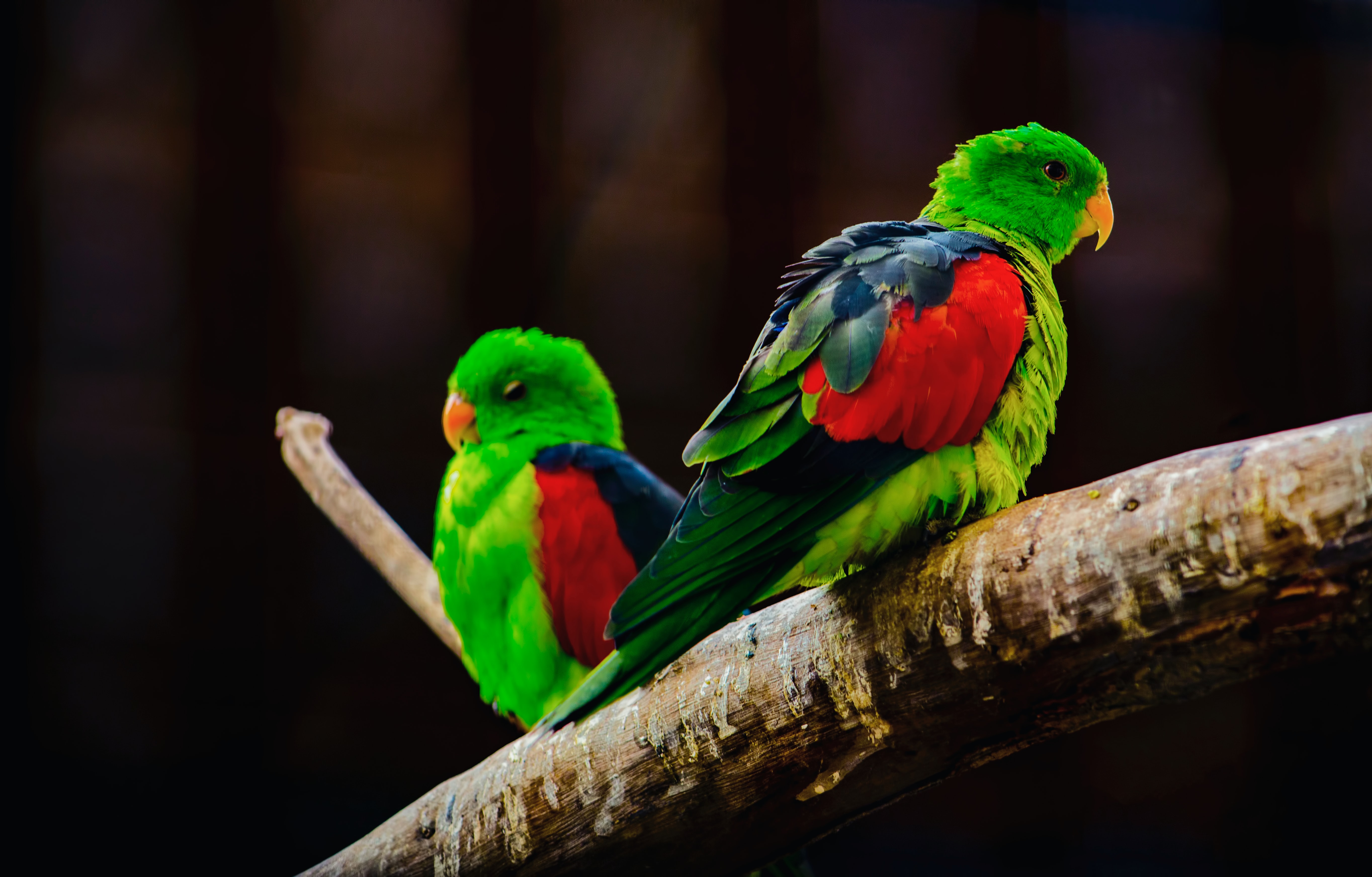 Animal Parrot 4k Ultra HD Wallpaper