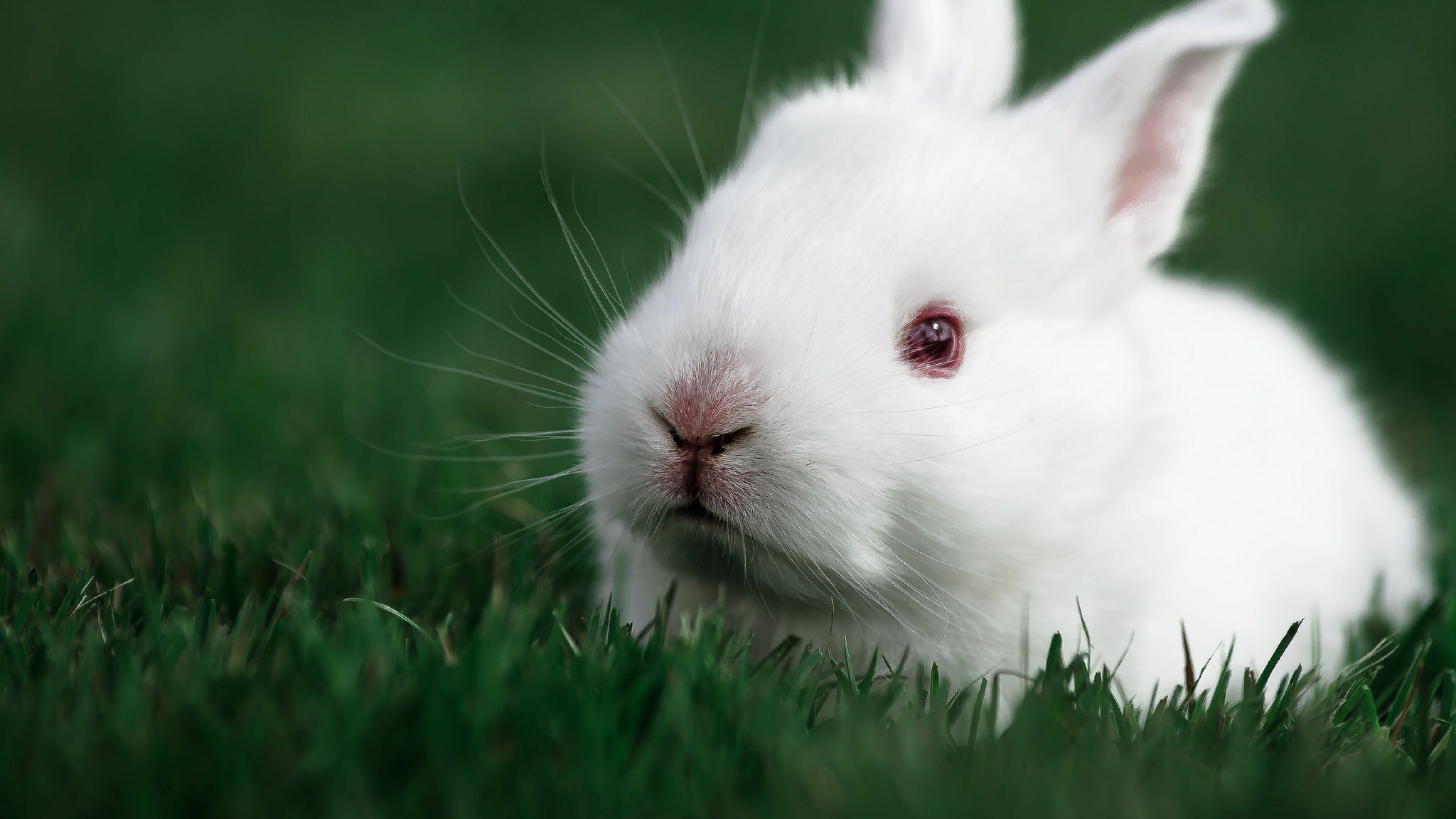 Rabbit Wallpaper (image inside)