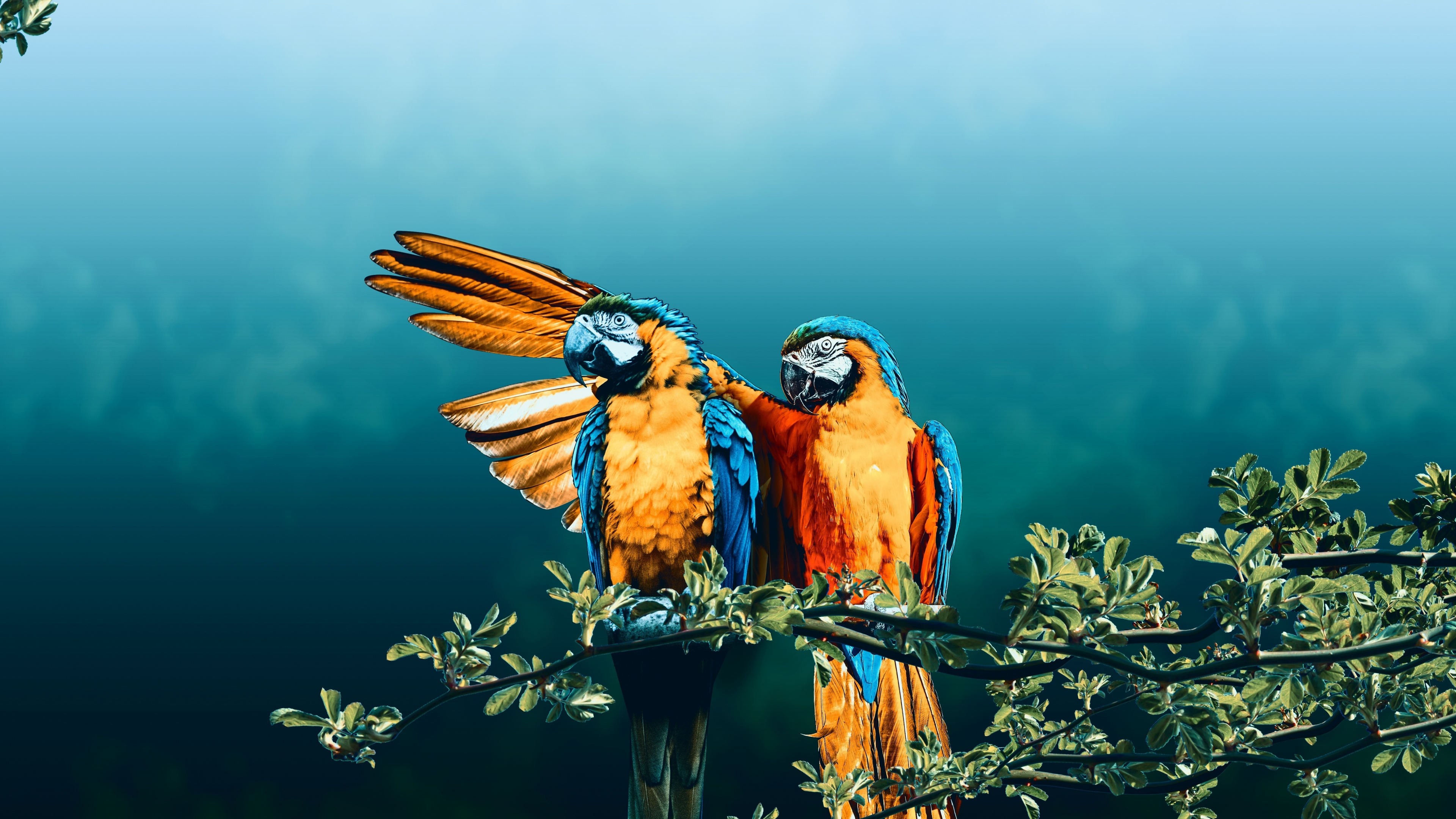 wallpaper 3840x2160 macaw, bird pair