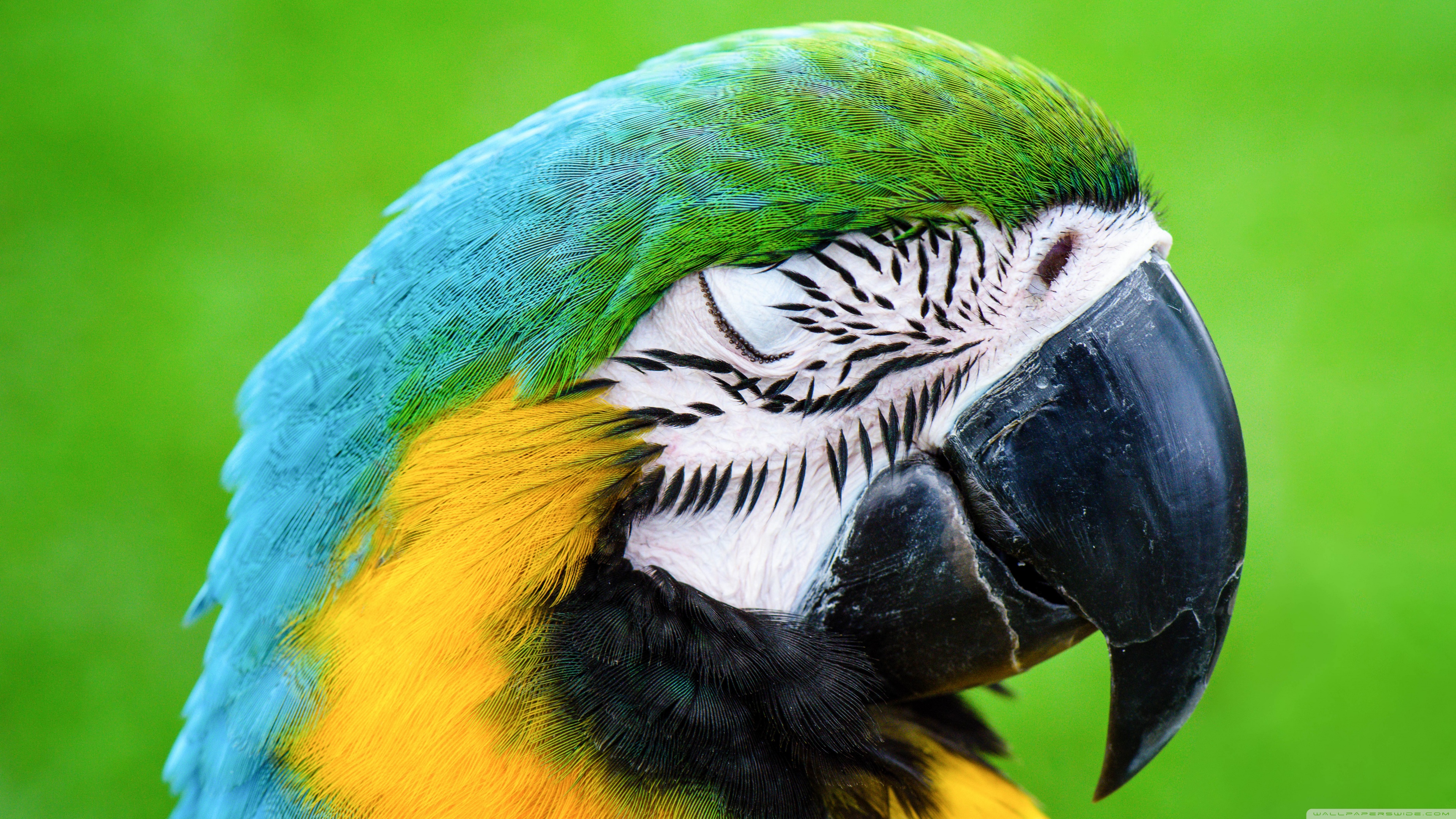 Macaw Parrot Ultra HD Desktop