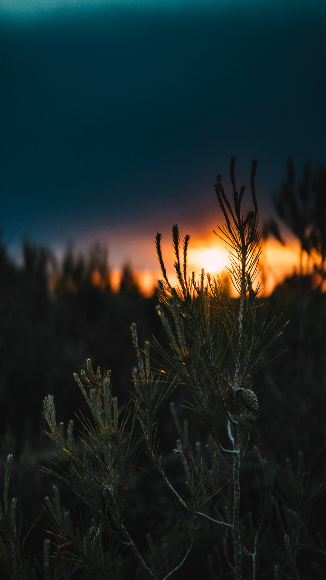 Nature iPhone Wallpaper