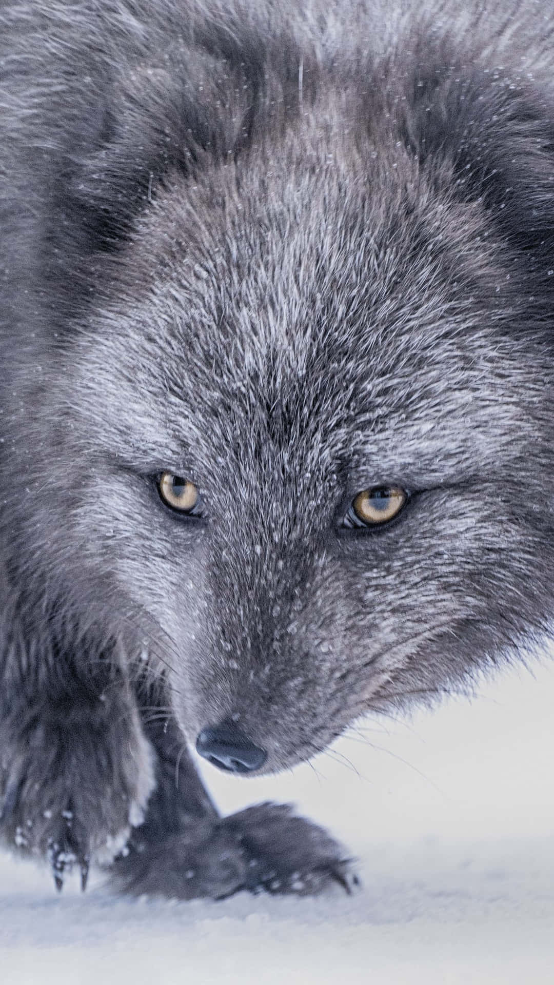 Download A Gray Fox Taking in Its