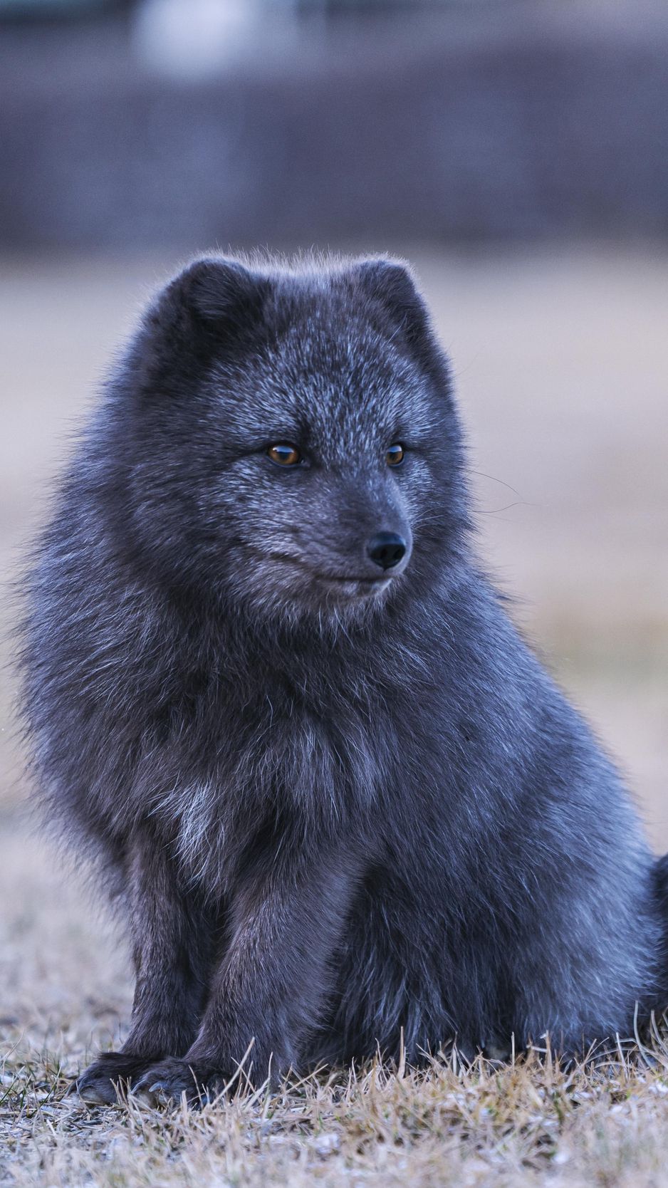 Download wallpaper 938x1668 arctic fox