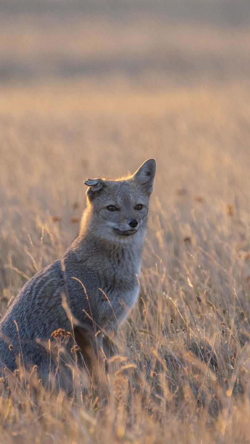 wallpaper 800x1420 swift fox, fox, gray