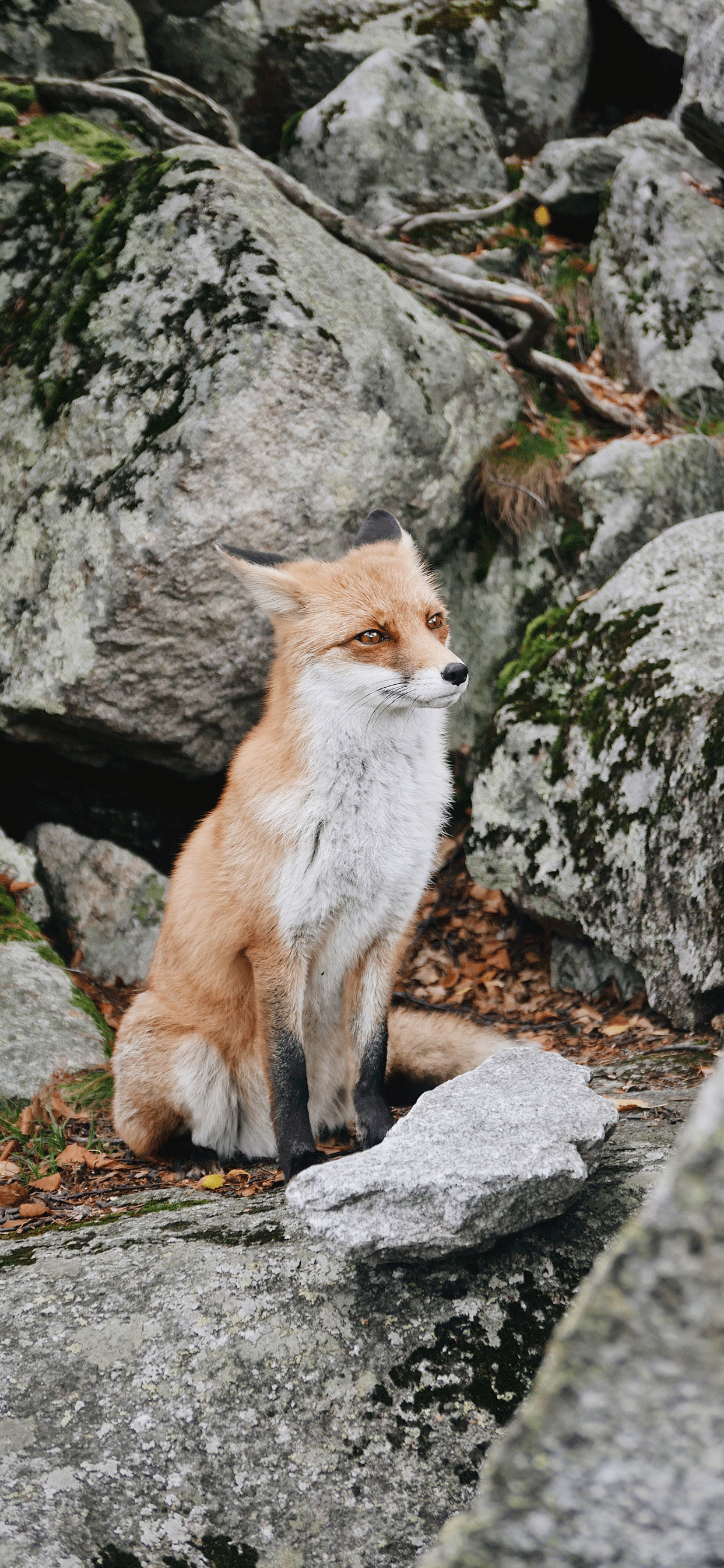 Fox Wallpaper for iPhone 11, Pro Max, X