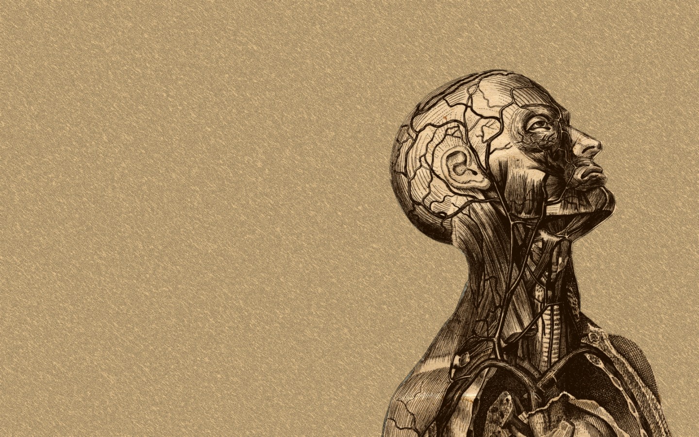 Anatomy Of The Brain Hd Wallpaper