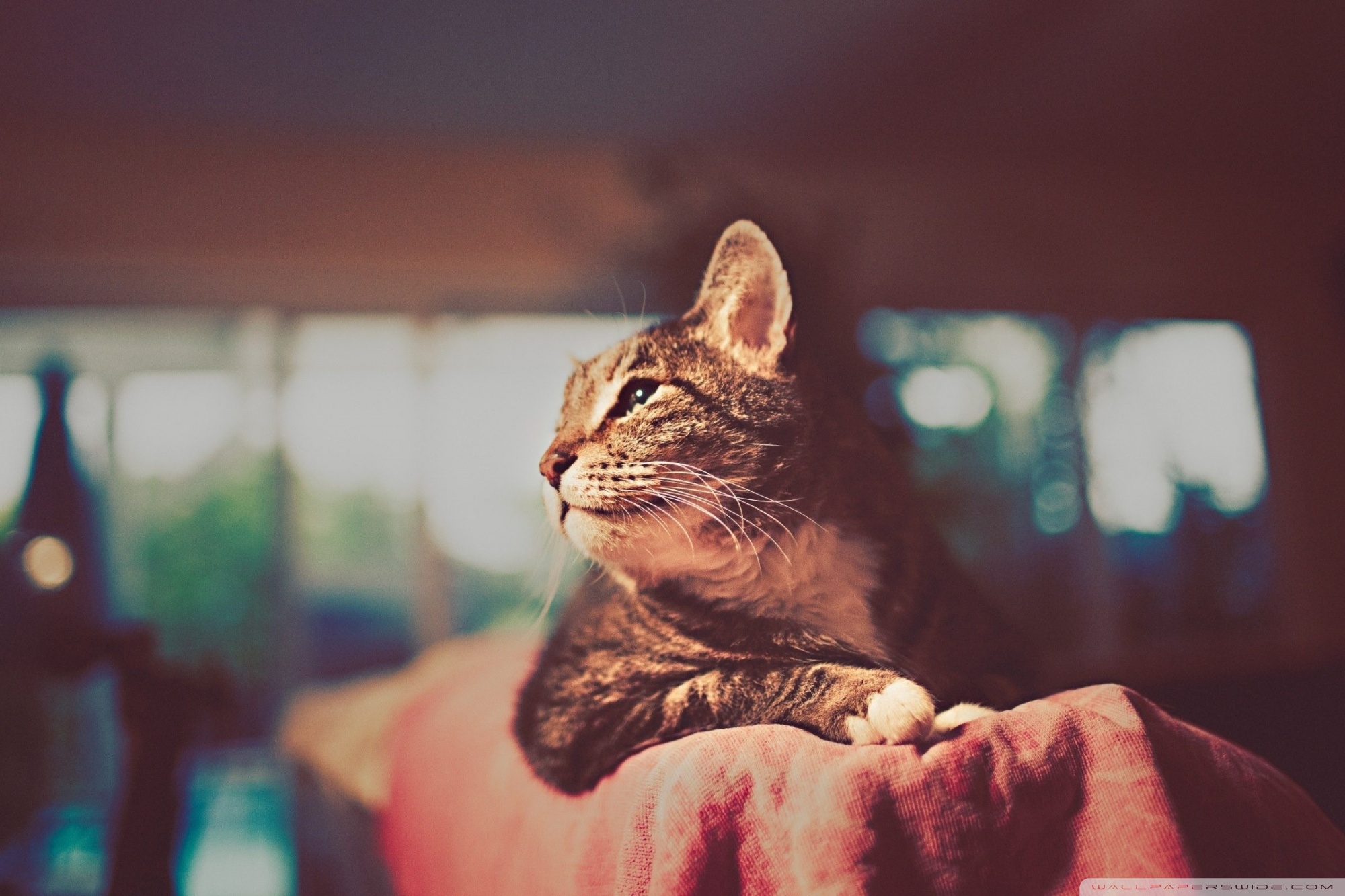 Cat Retro Photography Ultra HD Desktop