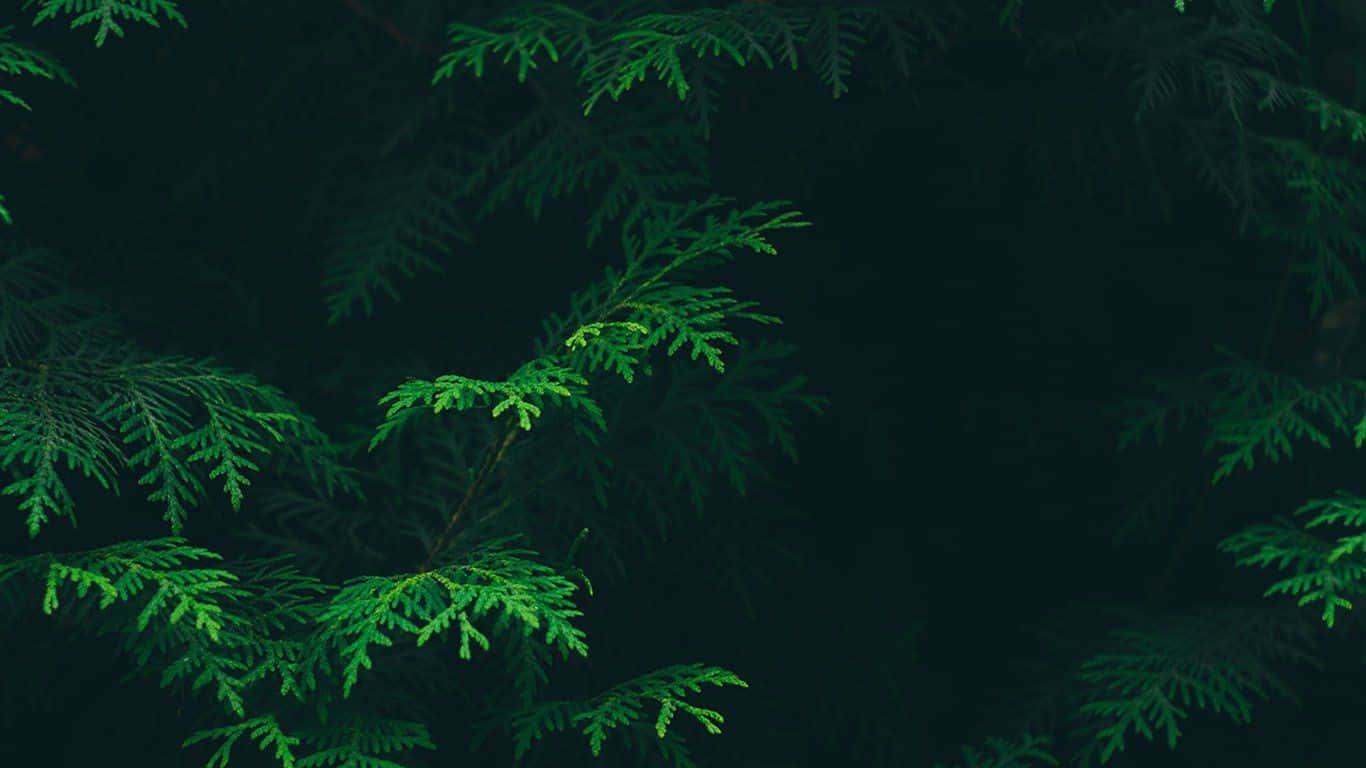 Dark Green Aesthetic Background