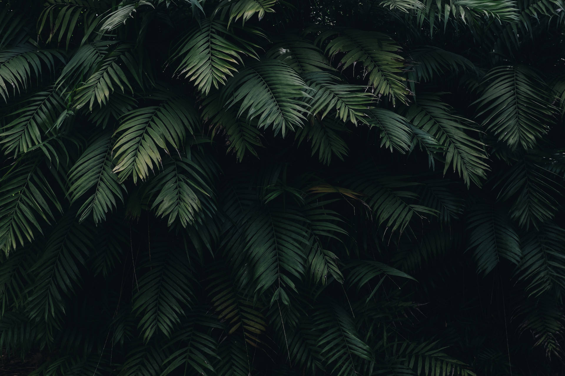Download Dark Green Palm Leaves Desktop