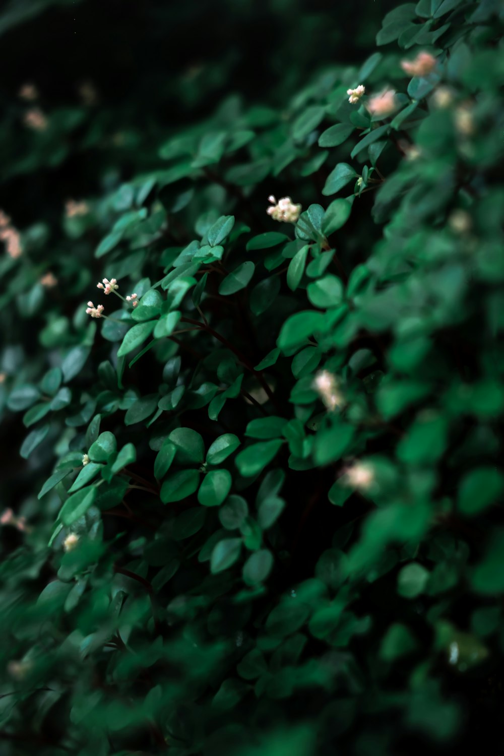 30,Dark Green Wallpaper Picture