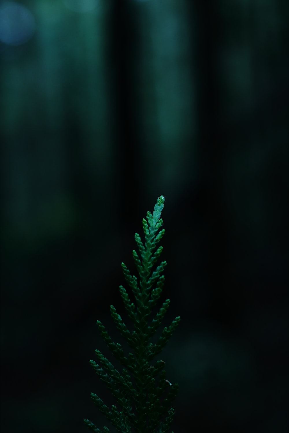 Dark Green Picture. Download
