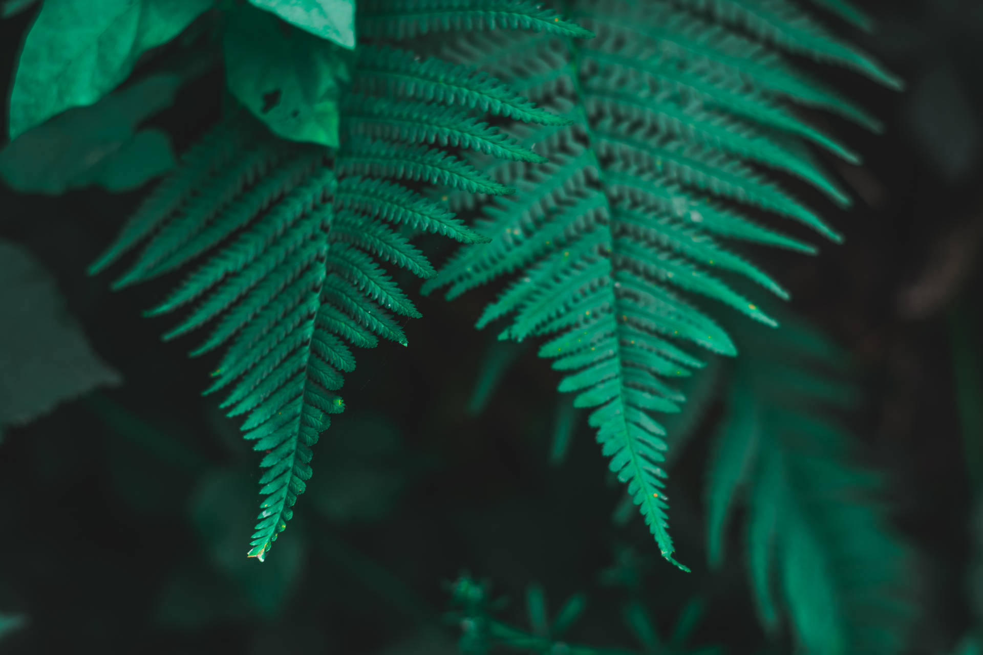 Dark Green PC Wallpapers - Wallpaper Cave