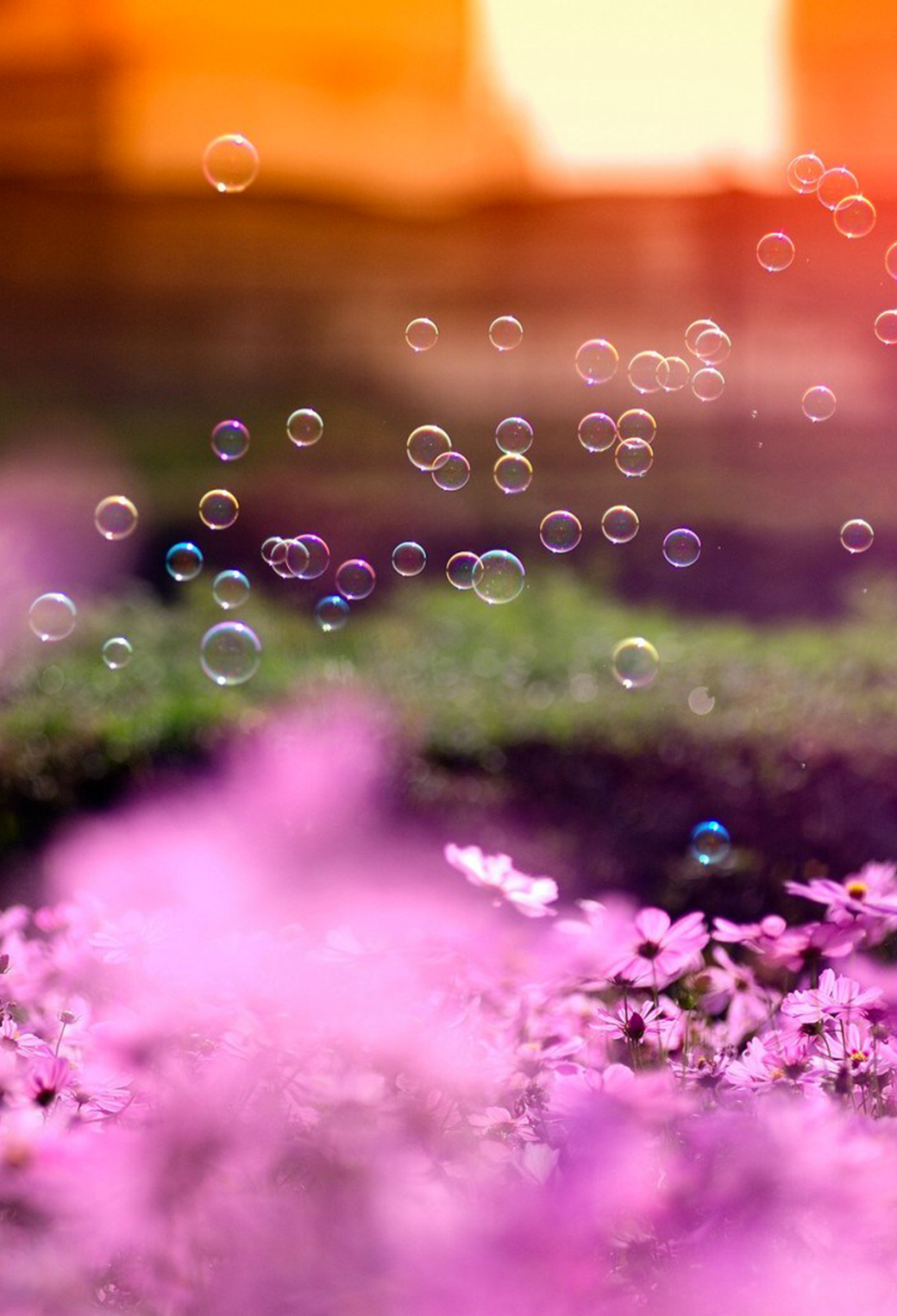 Flowers Pink Bubbles Wallpaper