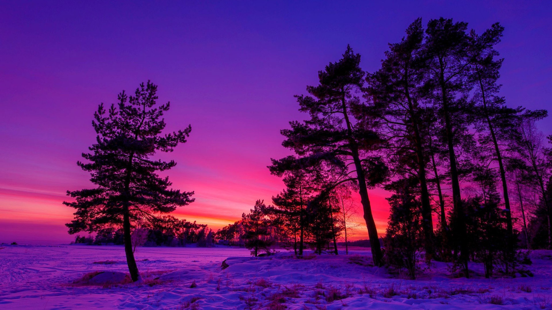 Purple Sky Sunset Snow Tree Winter