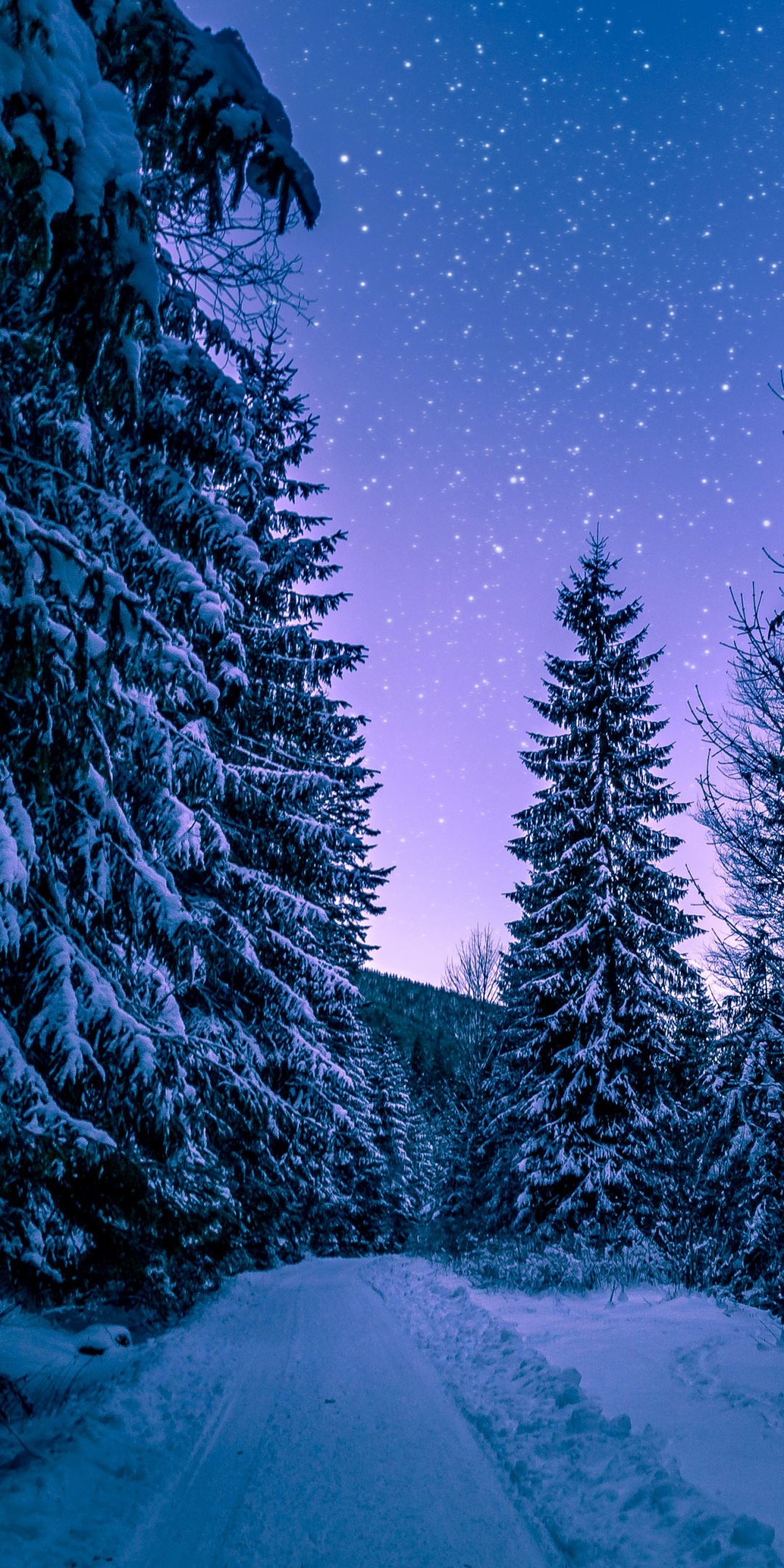 Winter Snowy Pine Trees Forest 4K Wallpaper