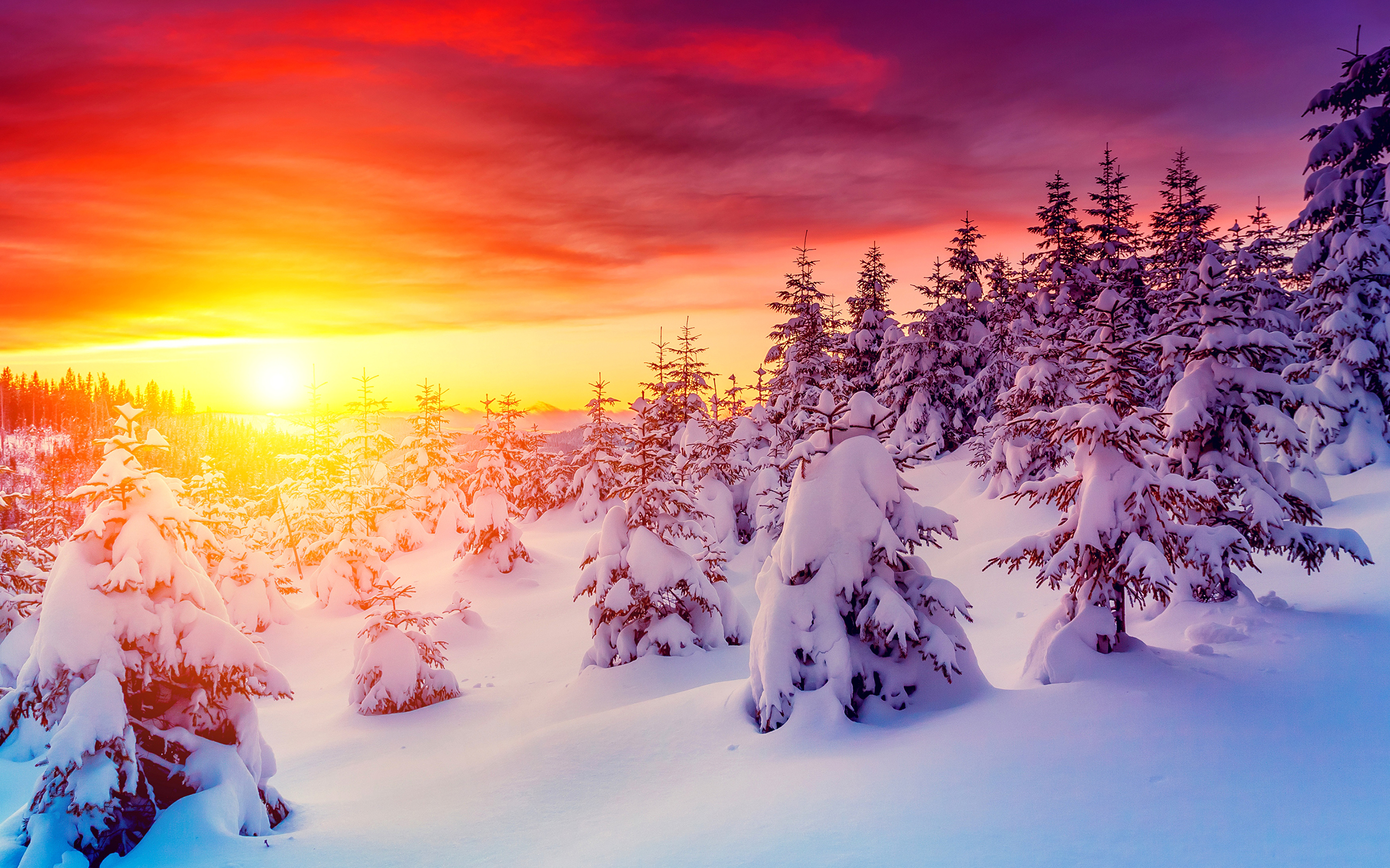 Desktop Wallpaper Winter Spruce Nature