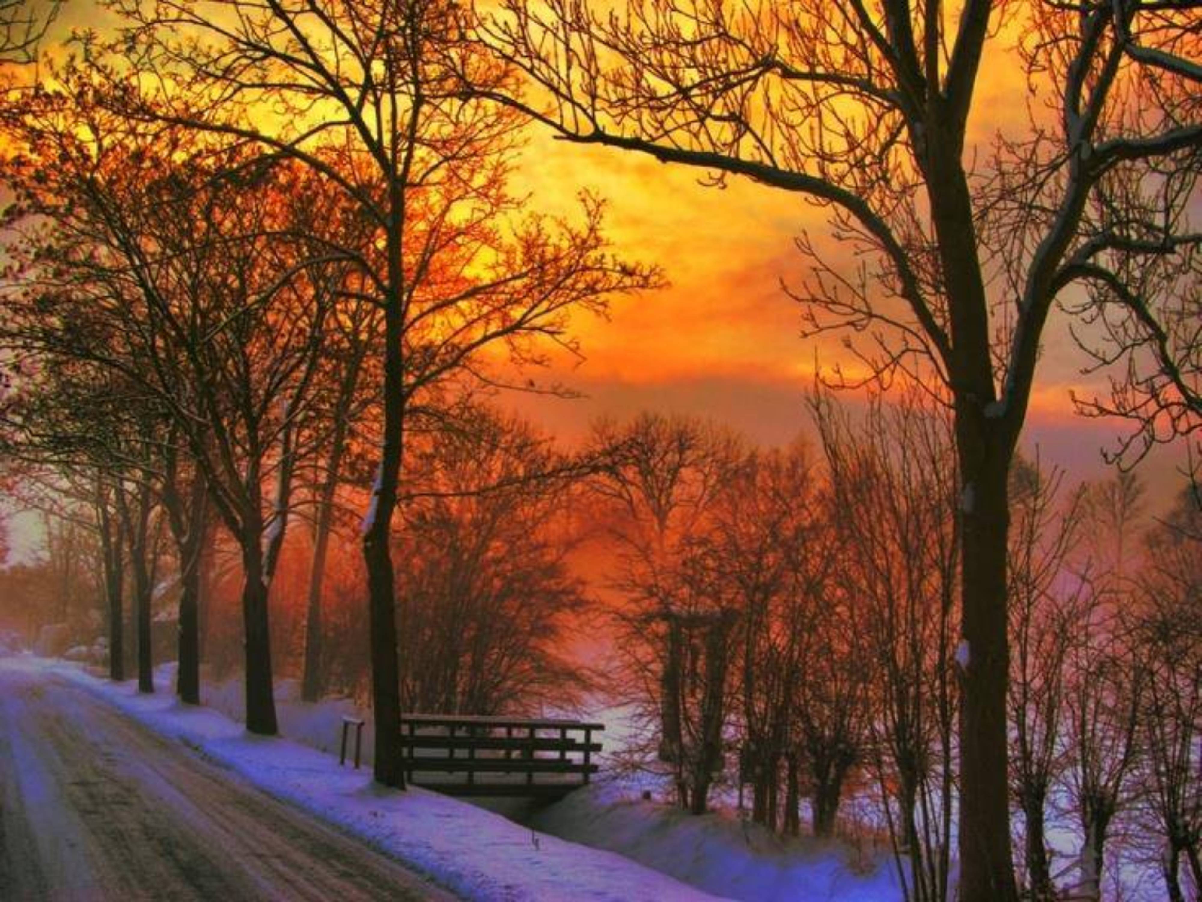 tree, winter, sunset, nature, branch