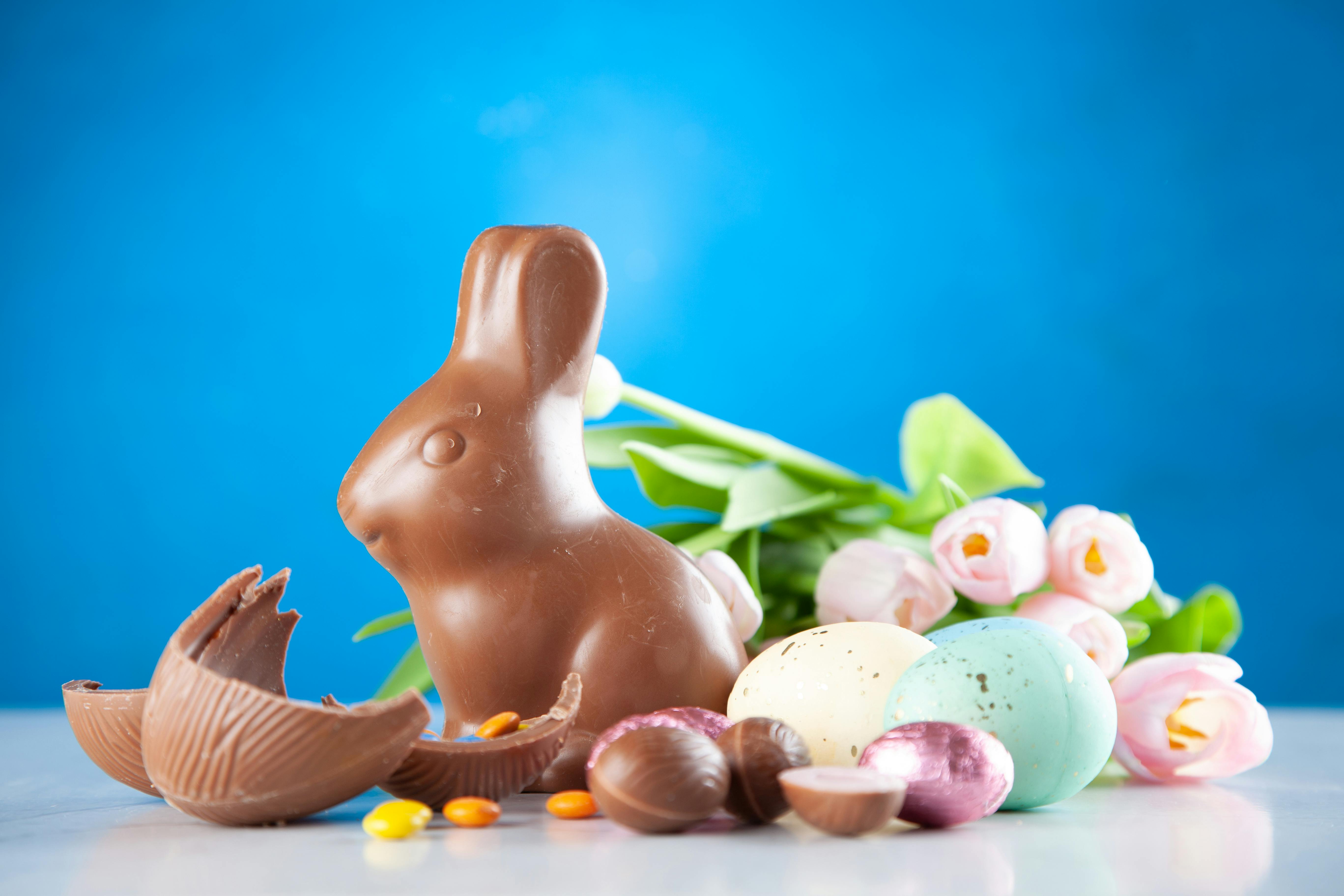 Chocolate Bunny Photo, Download