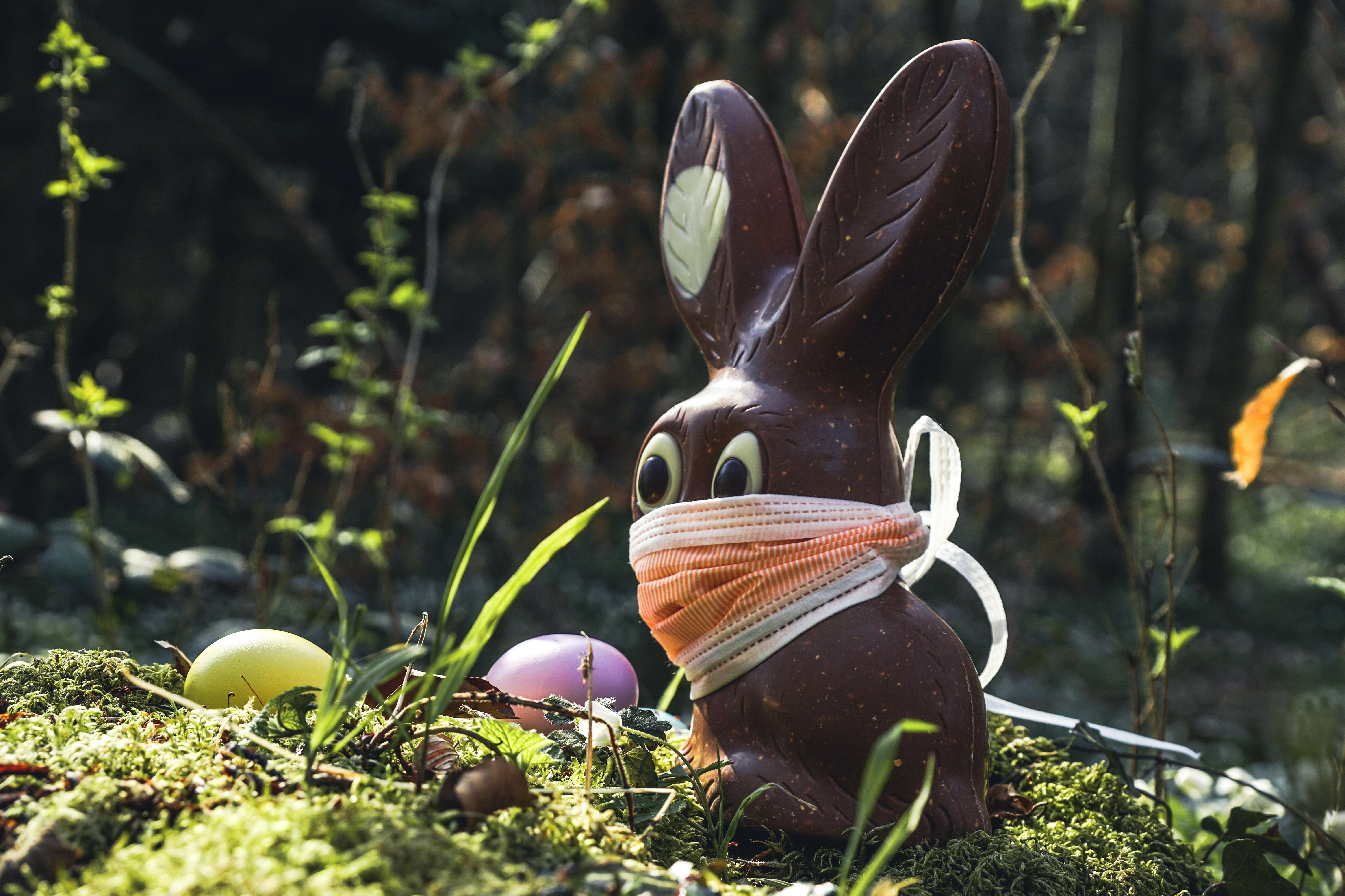 Chocolate Bunny Photo, Download