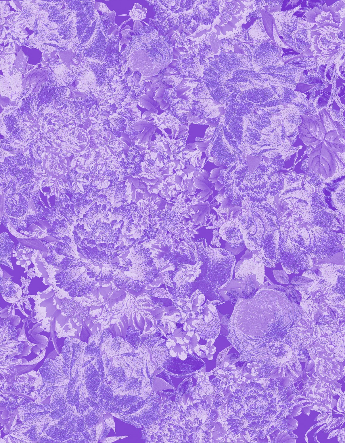 peony, flower, exotic, asian, chinese