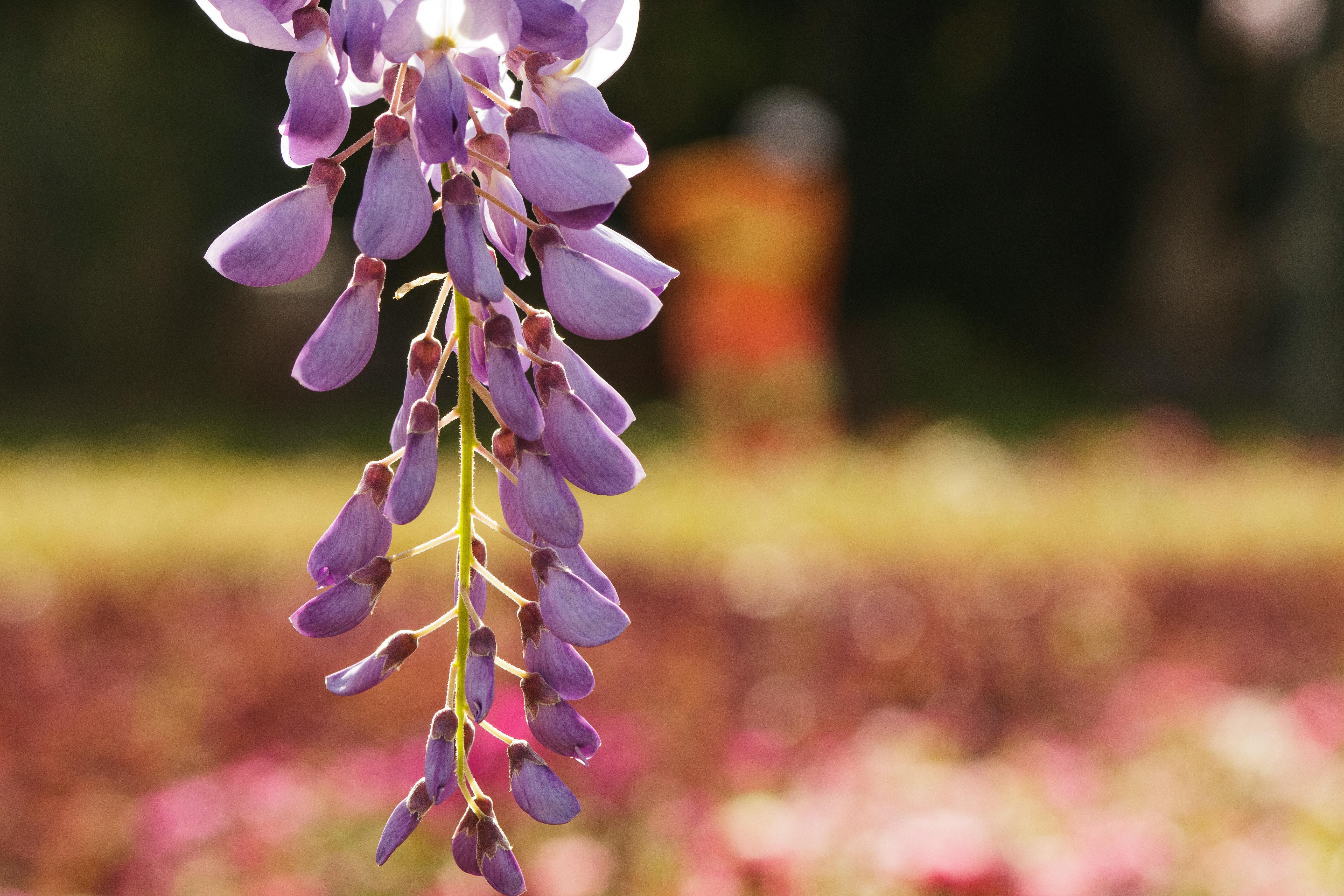 Purple Chinese Wisteria Flowers