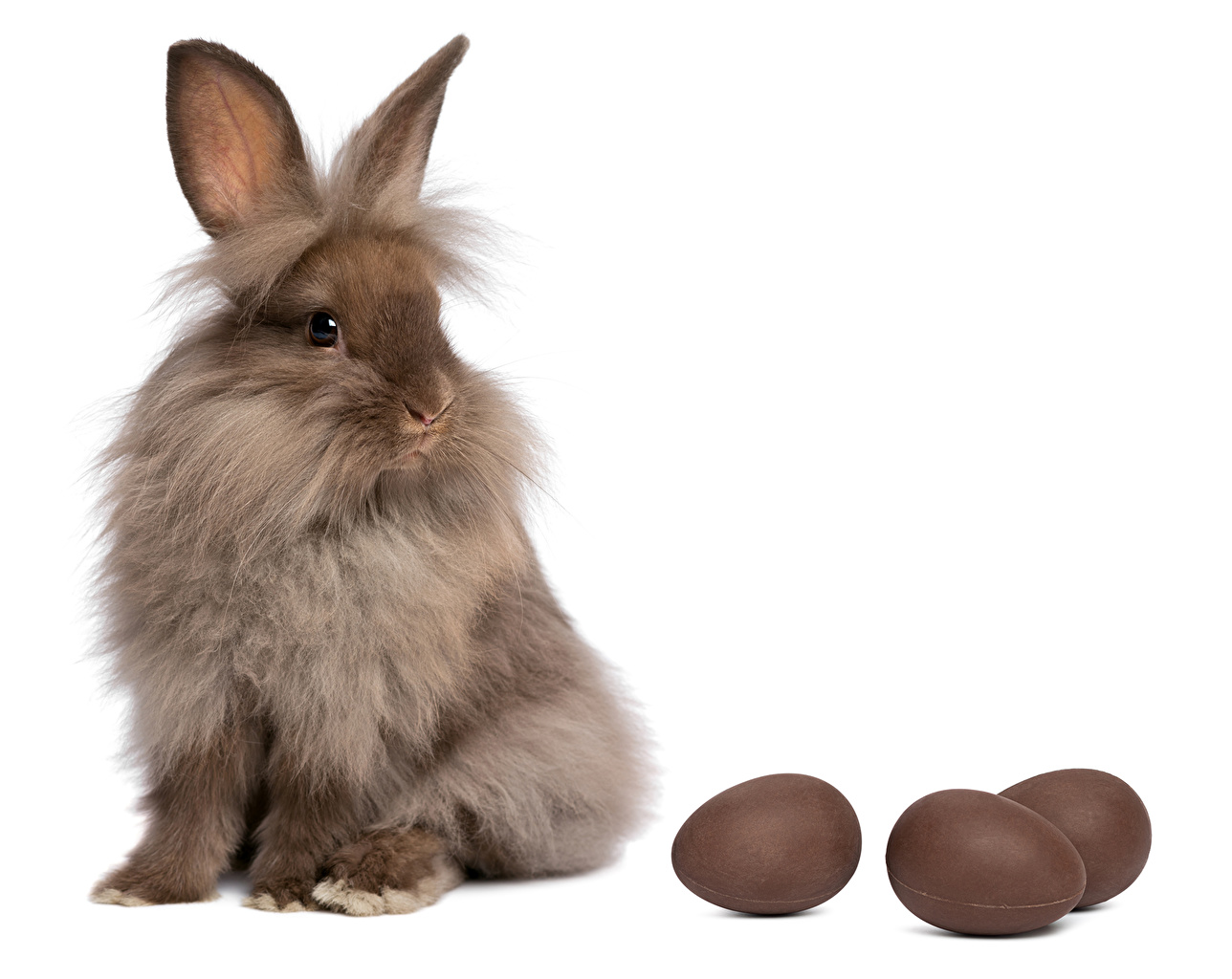 Picture Easter rabbit egg Chocolate Animals