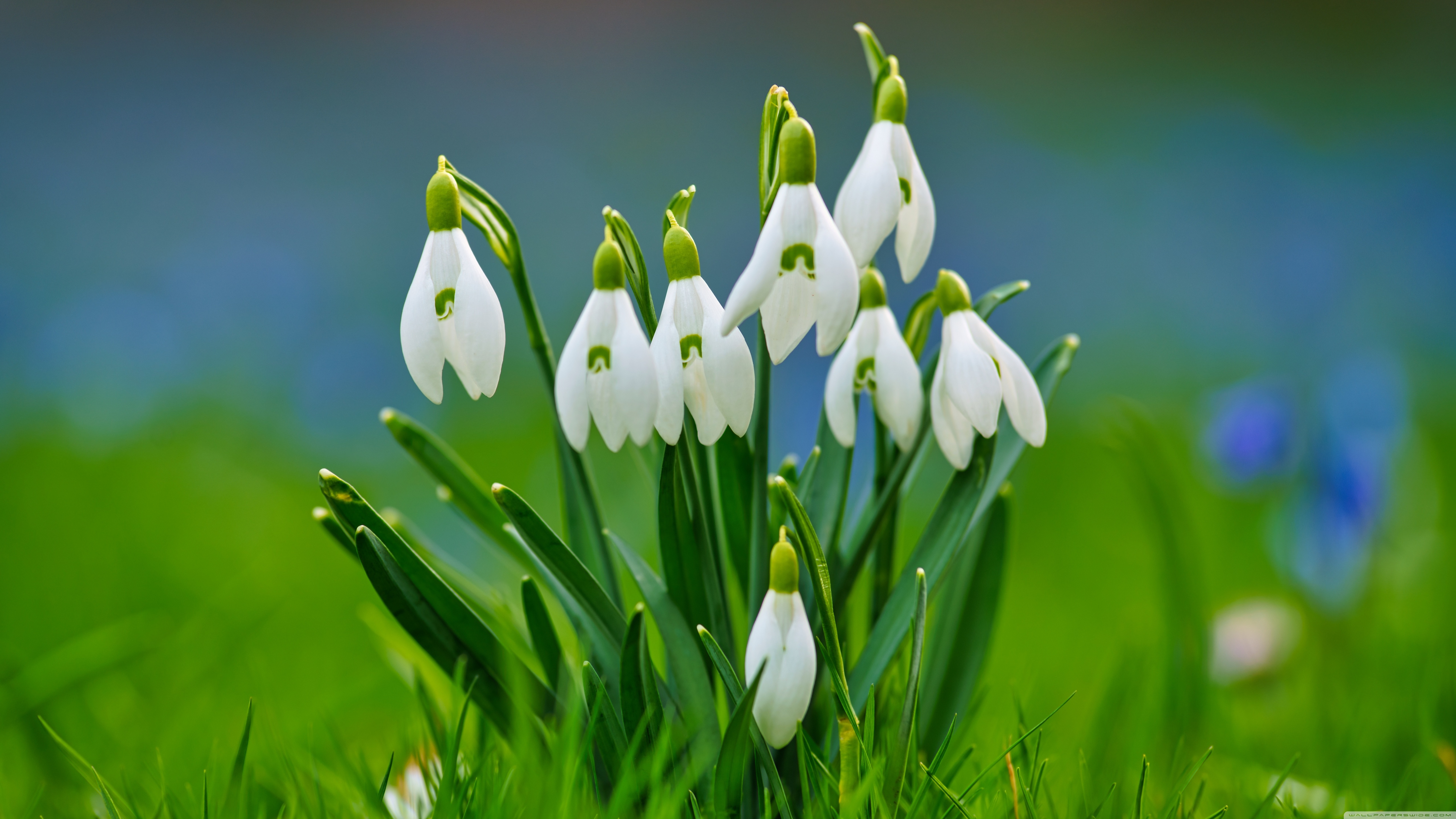 Ultra HD Desktop Background Wallpaper