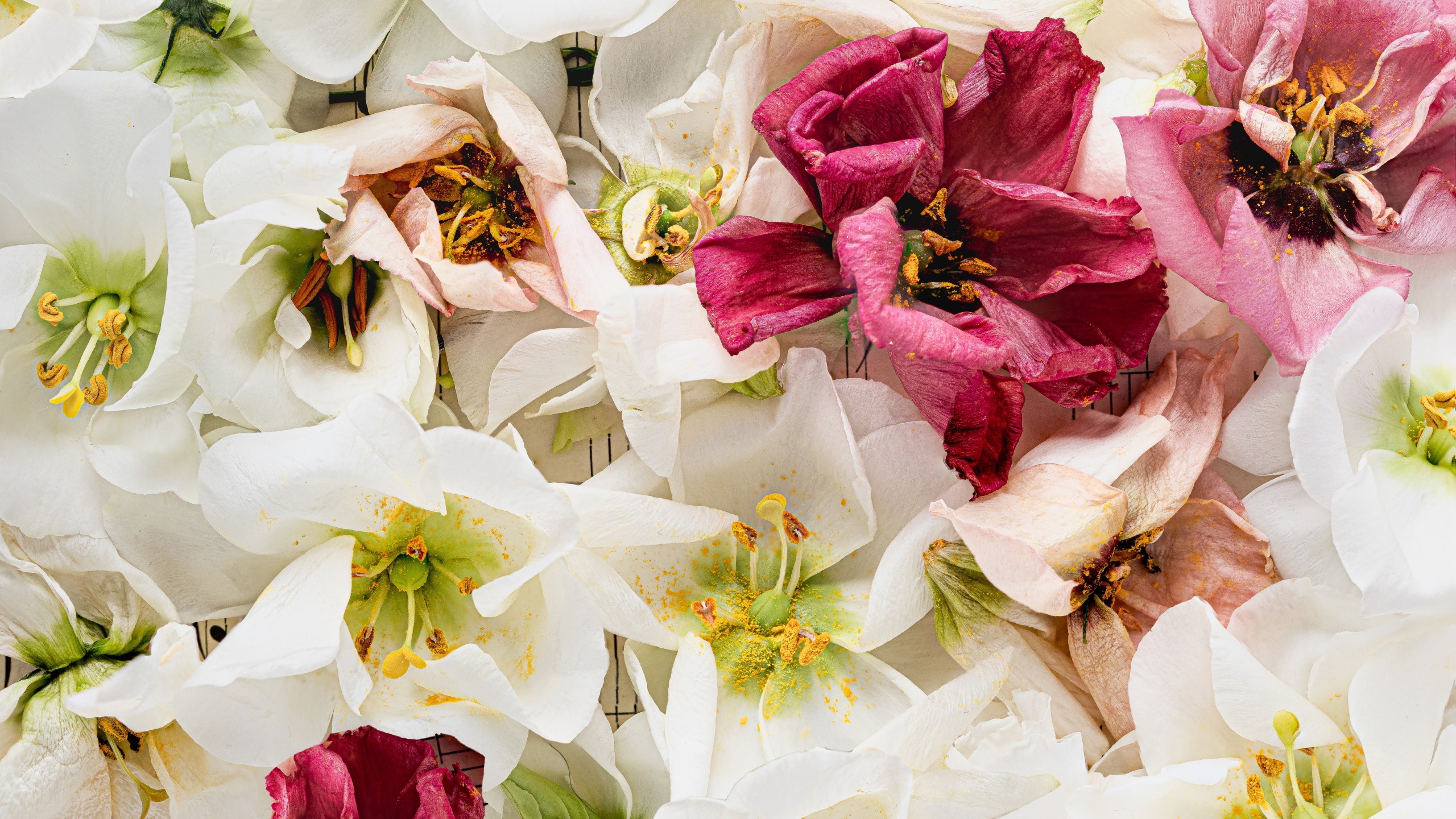 Lisianthus flowers Wallpaper 4K, 5K