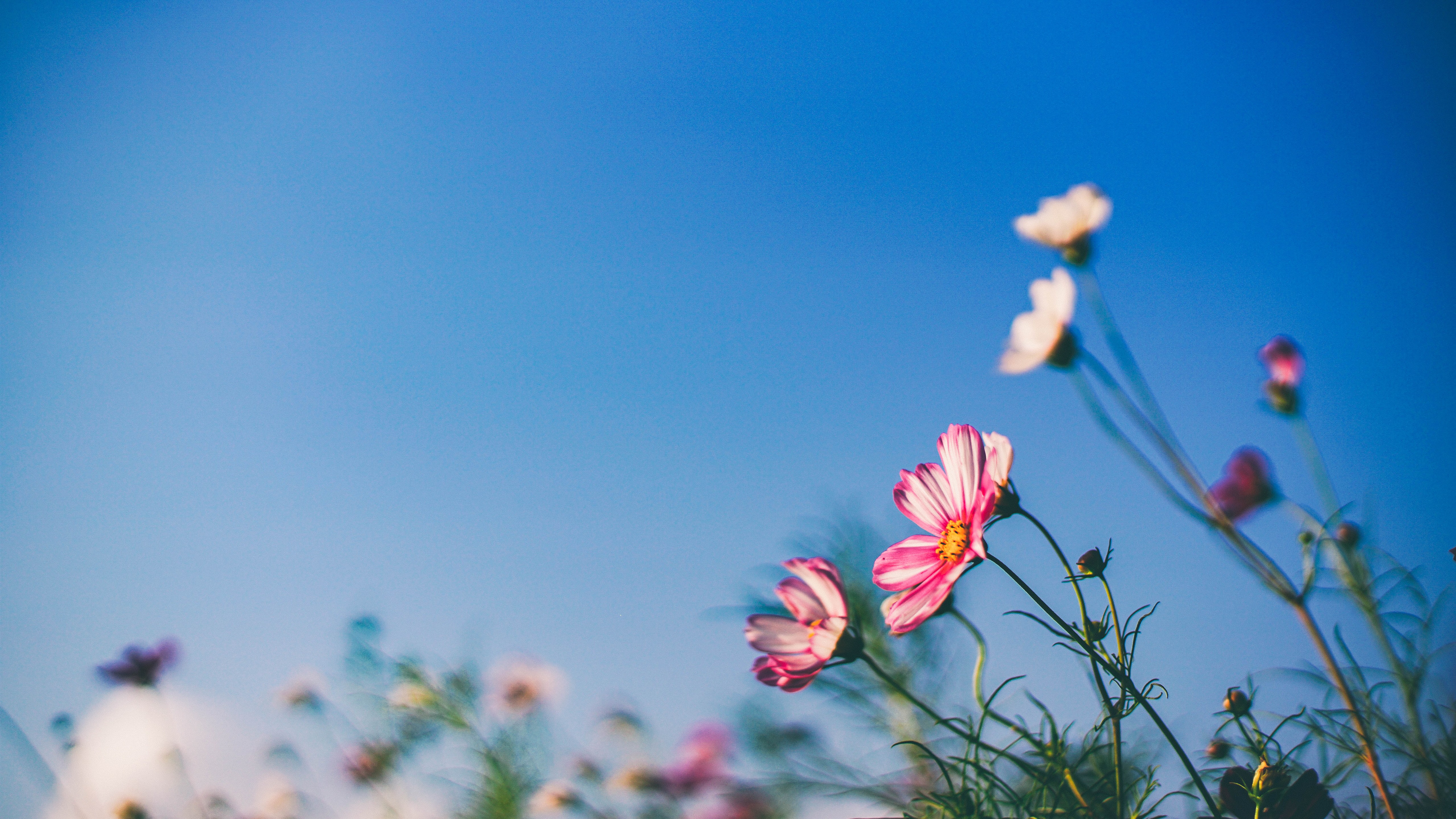 Wallpaper Spring flowers, cosmos