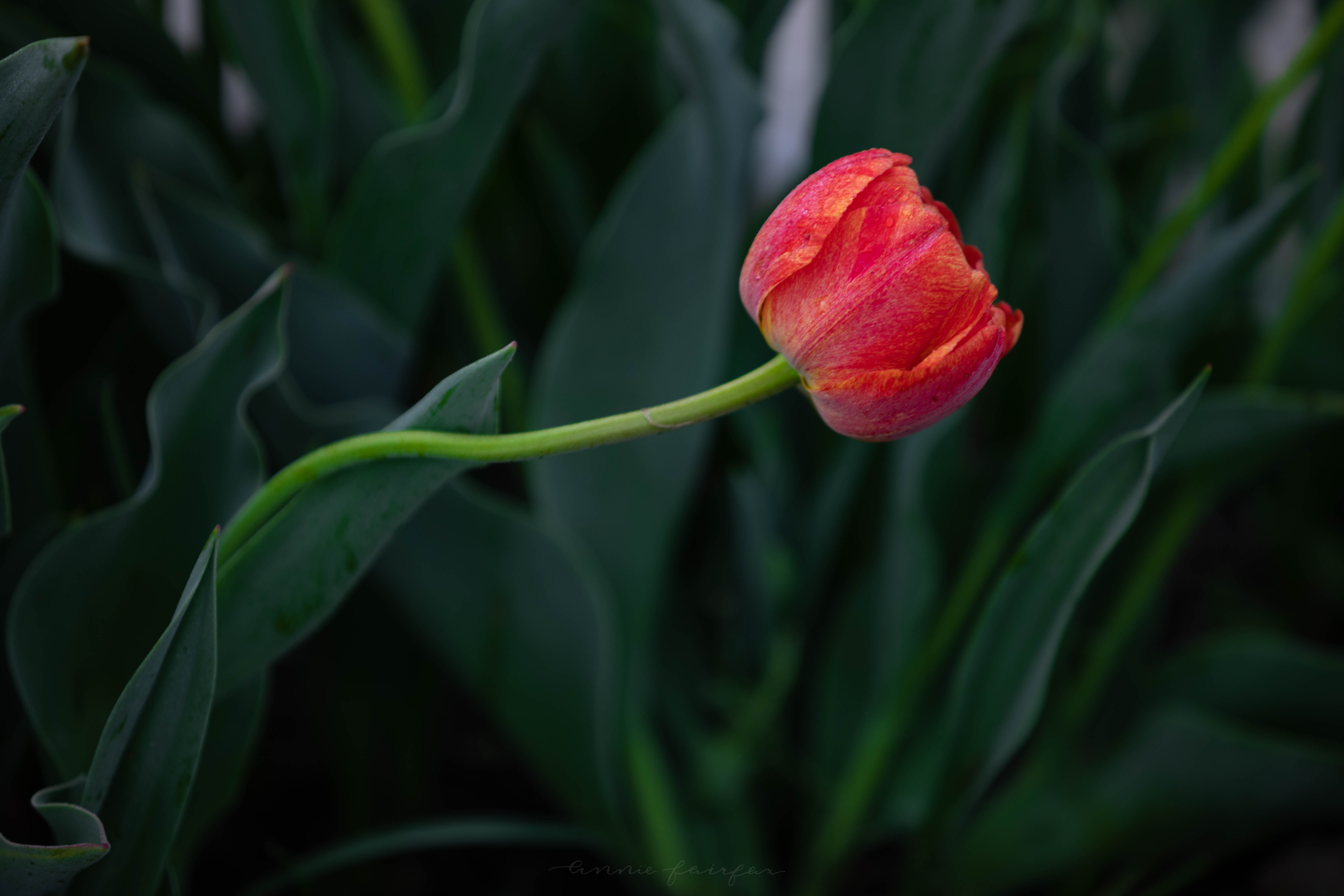 Visiting Tulip Time Festival in Holland