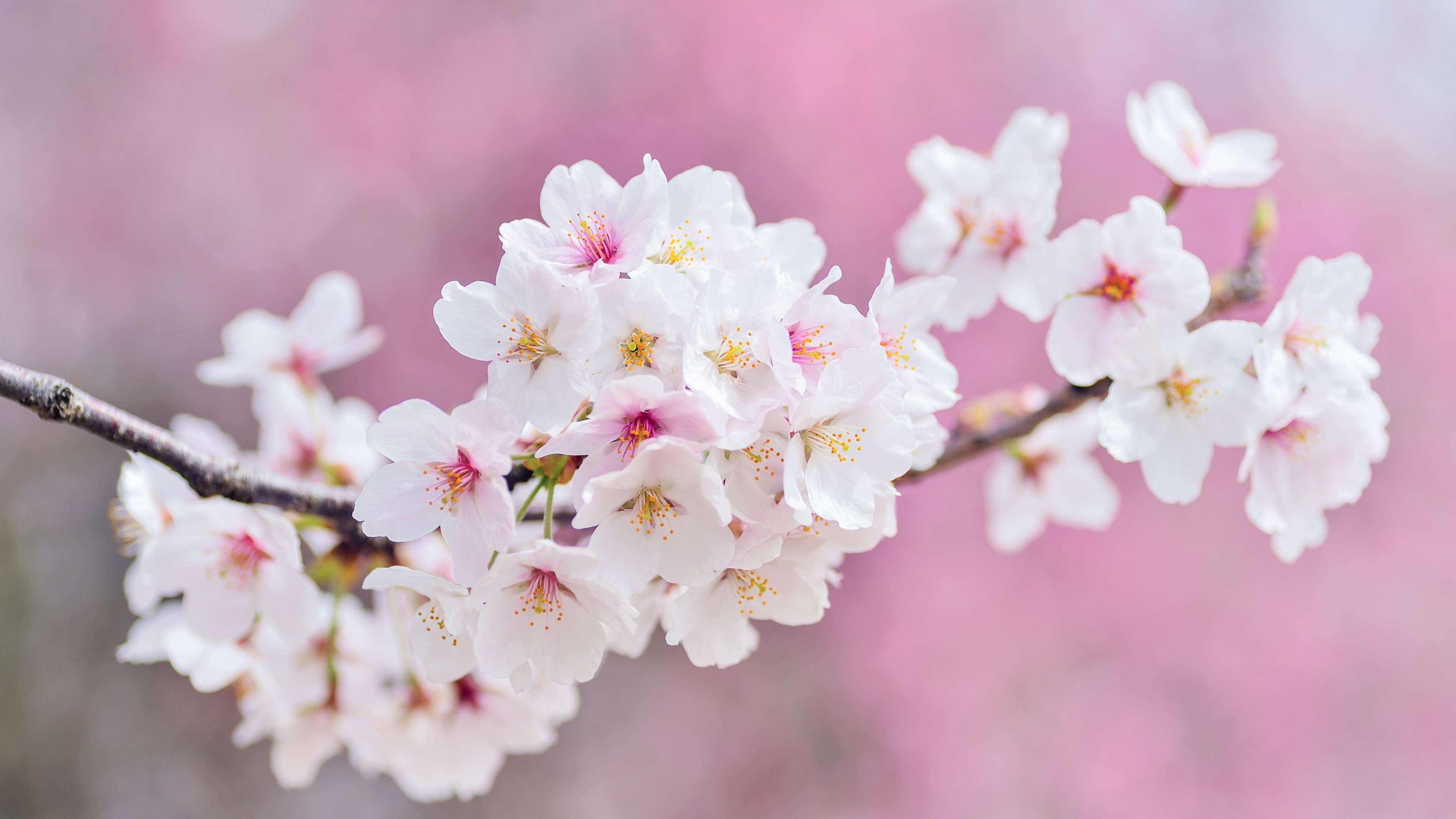 Cherry flowers Wallpaper 4K, Cherry