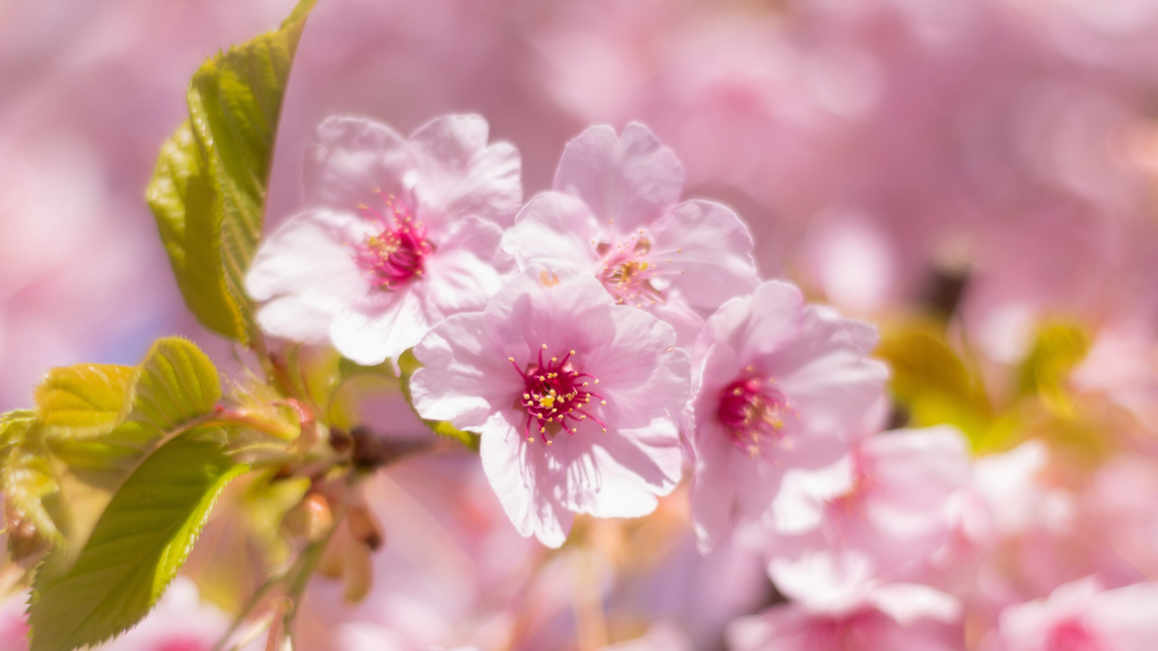 Pink Flowers Spring Green Leaves 5K