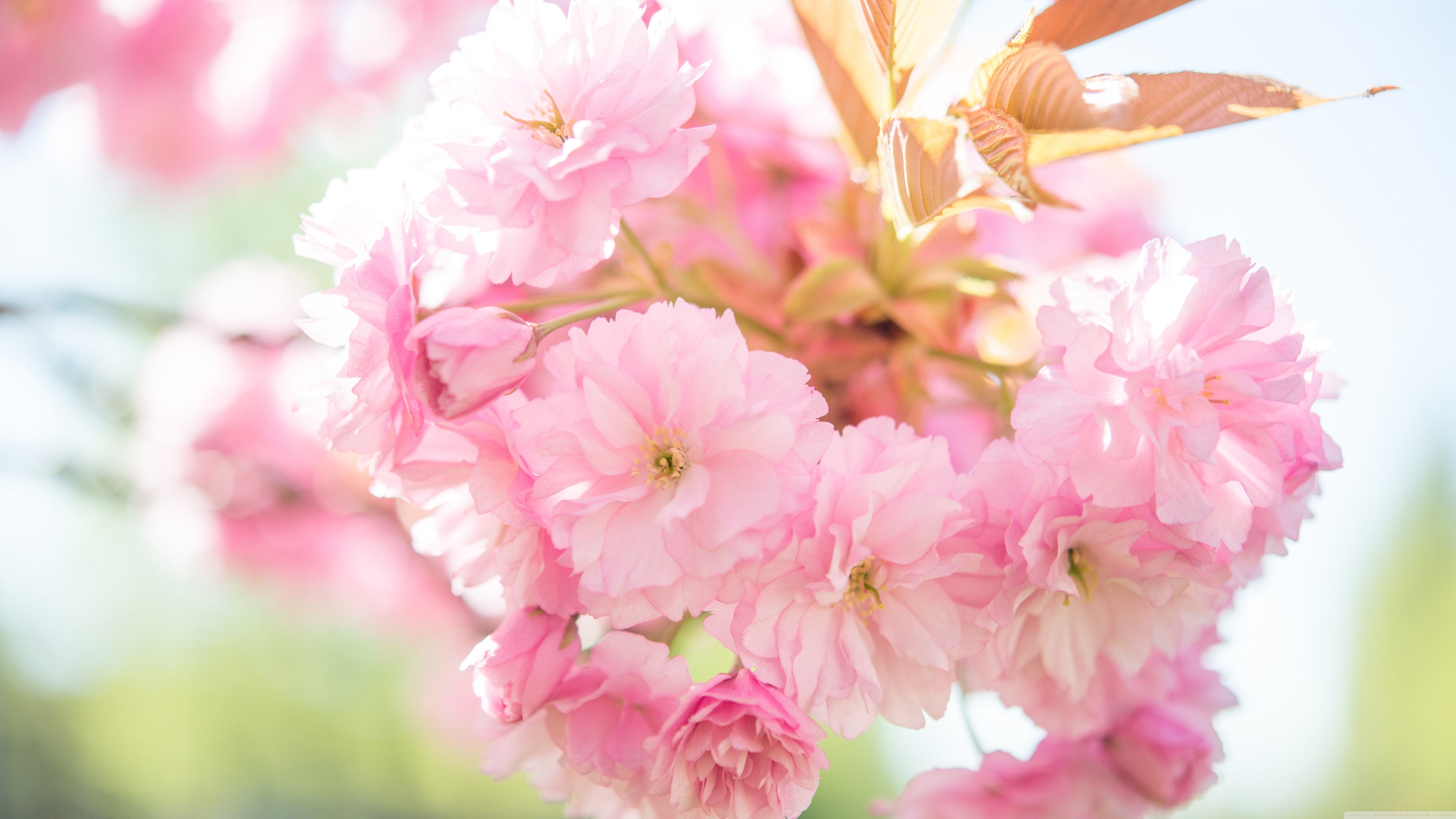 Ultra HD Desktop Background Wallpaper