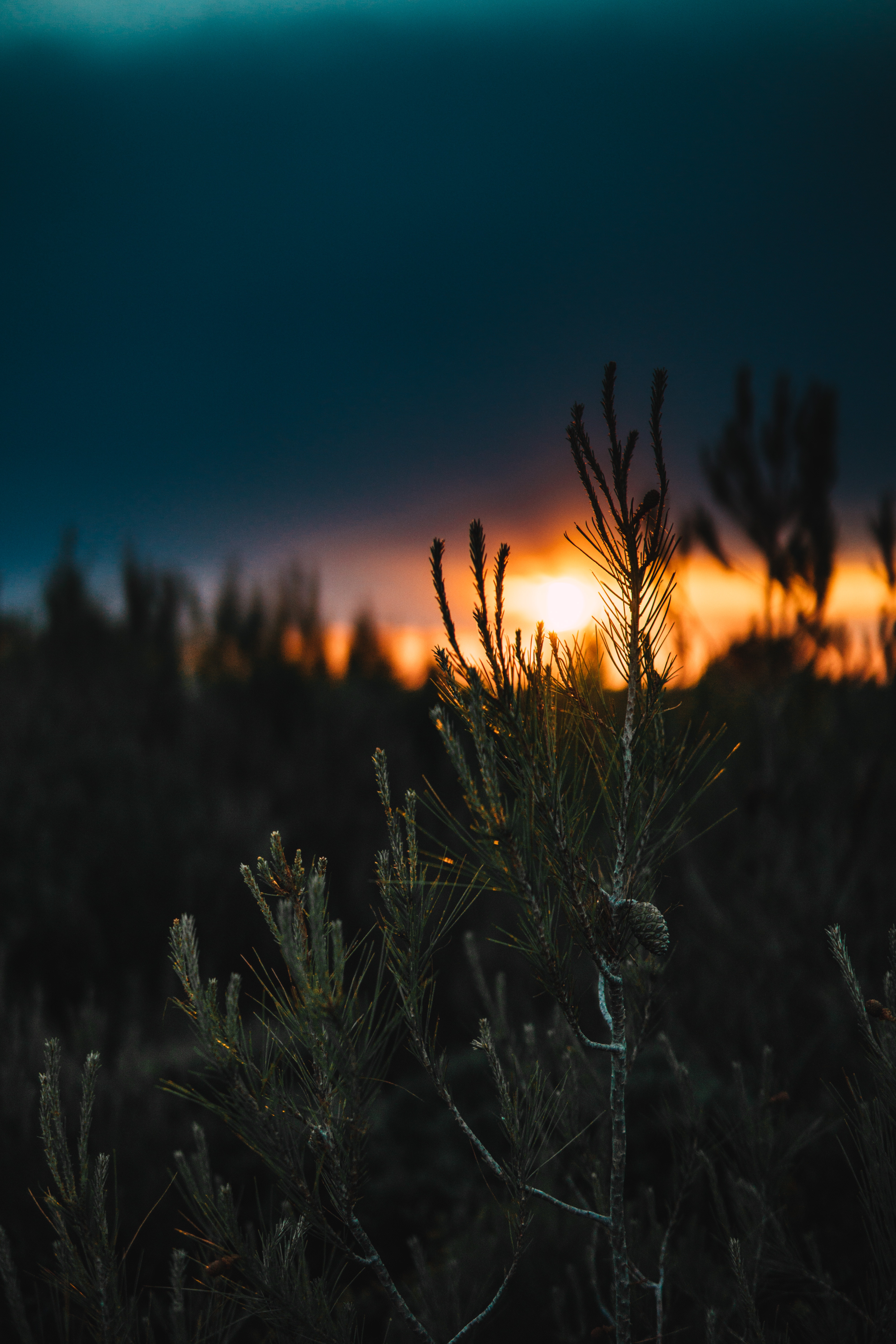 Nature iPhone Wallpaper