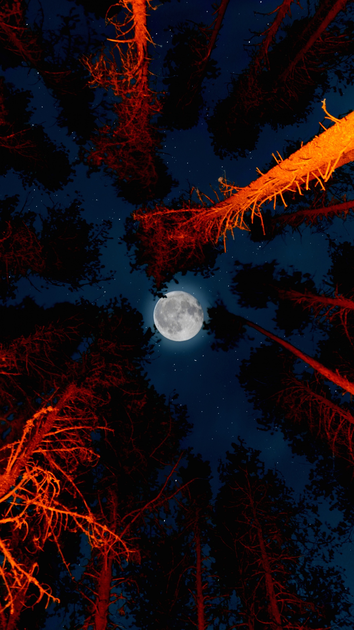 Full moon Wallpaper 4K, Trees, Sky view