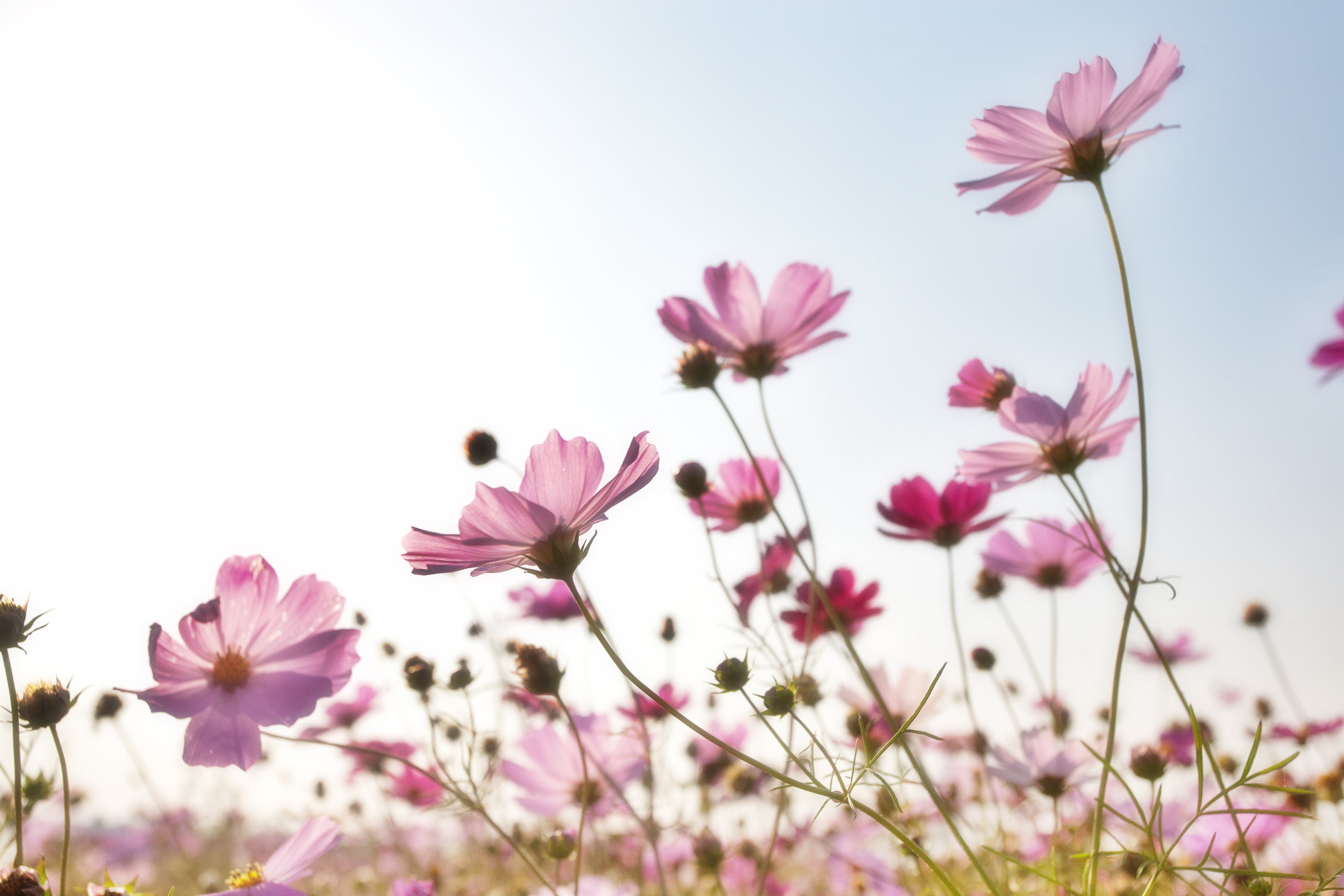 Spring Background Photo, Download