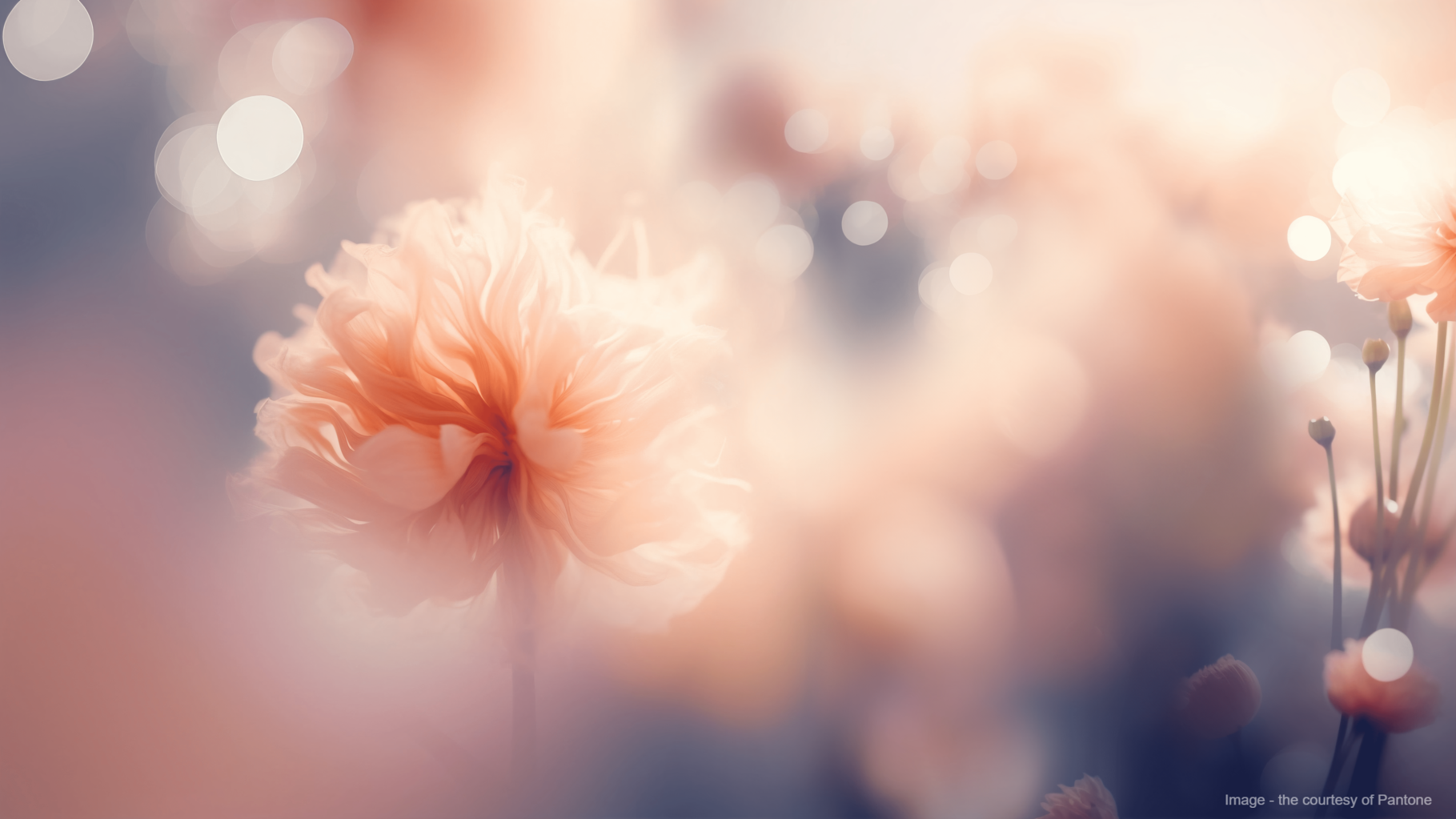 Pantone Color Of The Year 2024