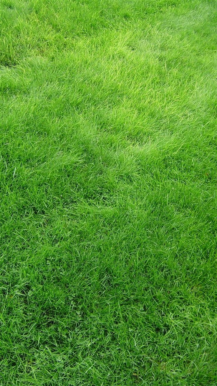 Grass Field Green wallpaper