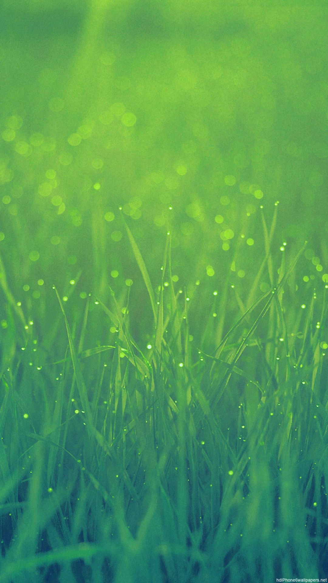 Grass wallpaper, iPhone 5s wallpaper
