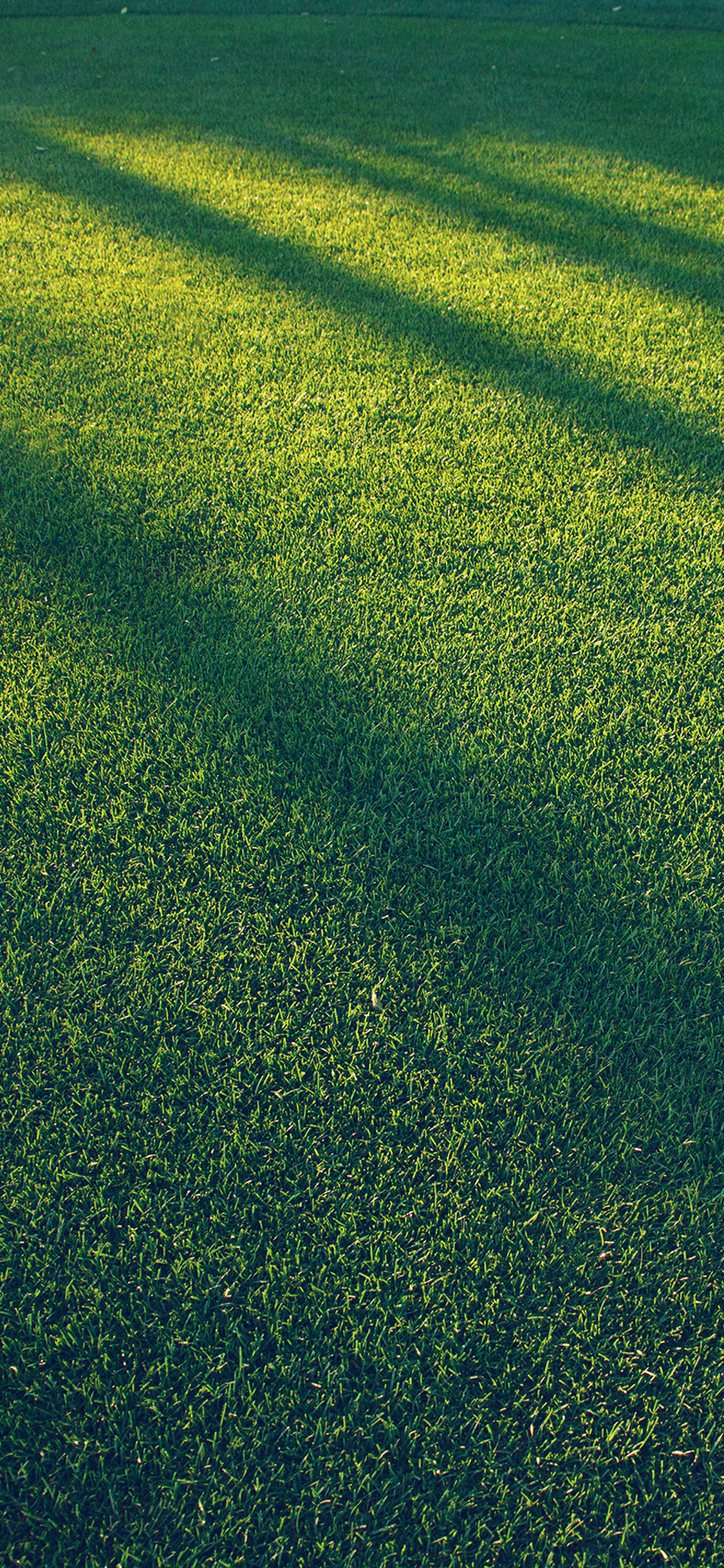 Lawn Grass Sunlight Green Blue
