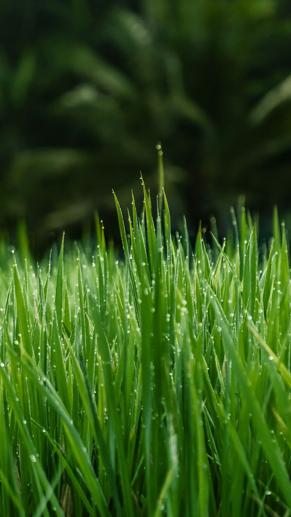 Grass Background Image: Download