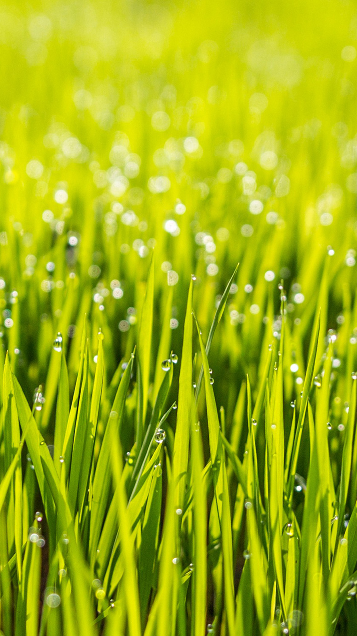 wallpaper. nature lawn green raindrop